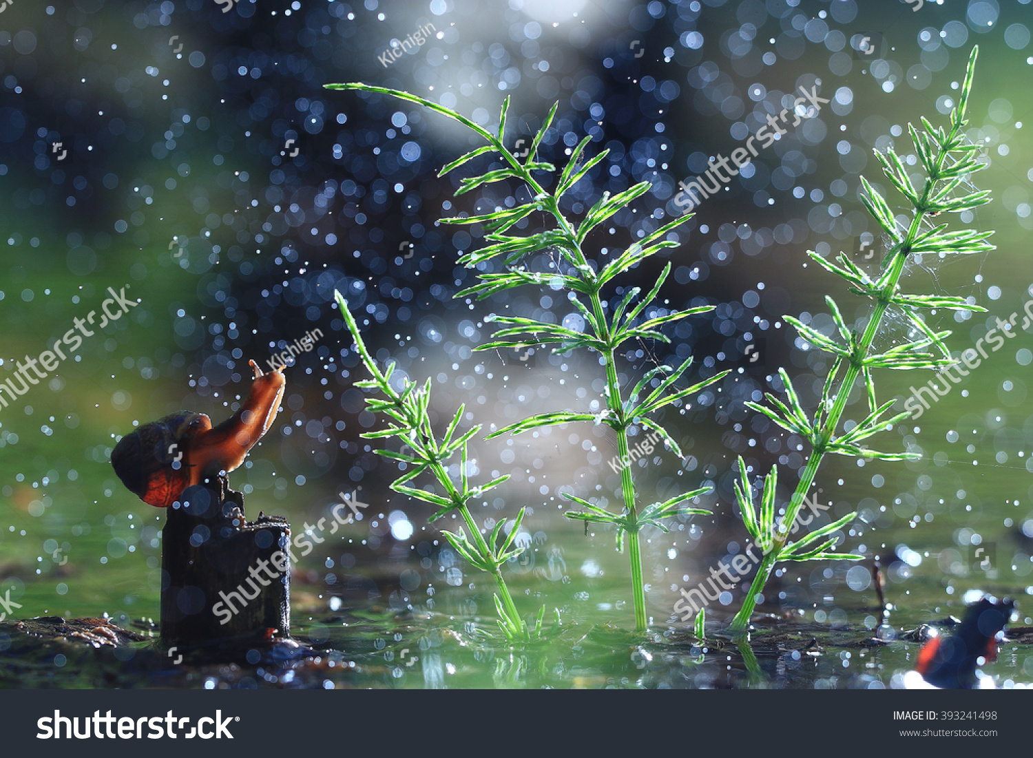 Snail on the marsh spring rain