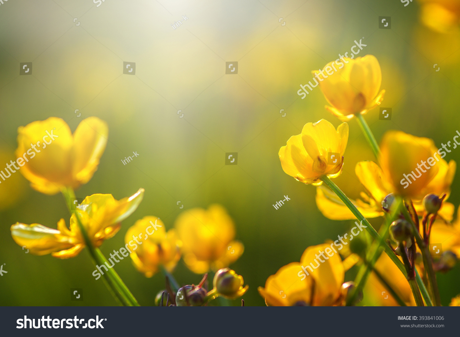 field of spring flowers and sunlight