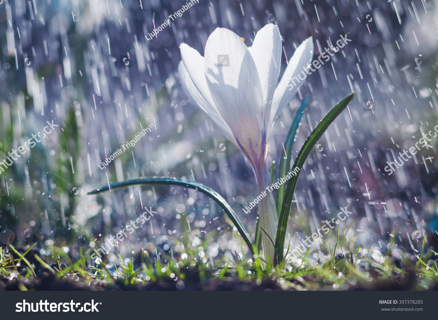 Beautiful spring white crocus in the spring rain
