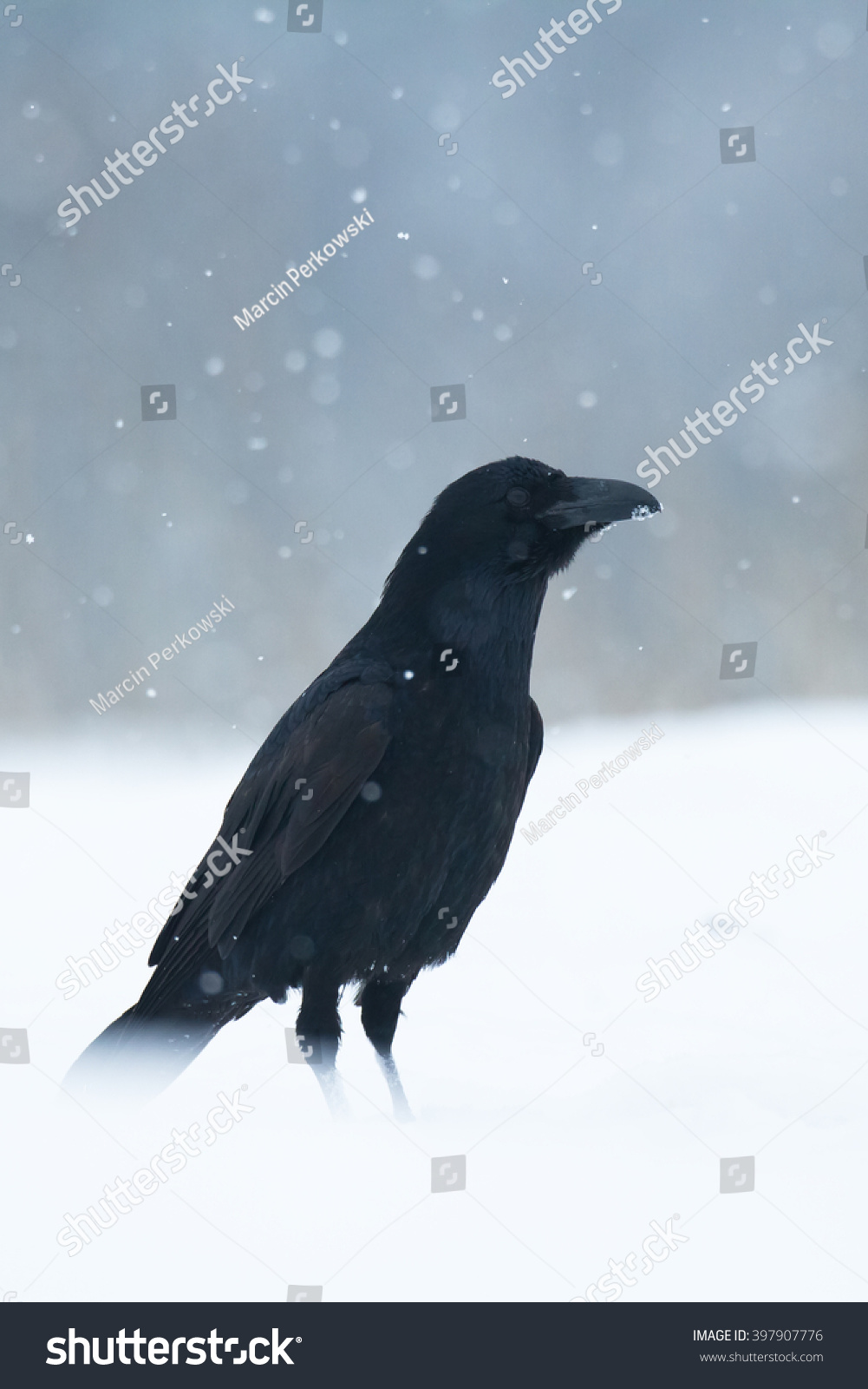 Bird - Black Raven (Corvus corax) in winter time. Looking for something to eat. Landing on the snowy meadow.