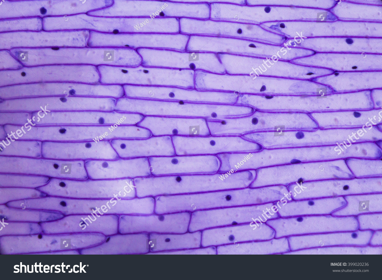Purple onion peel under the microscope.