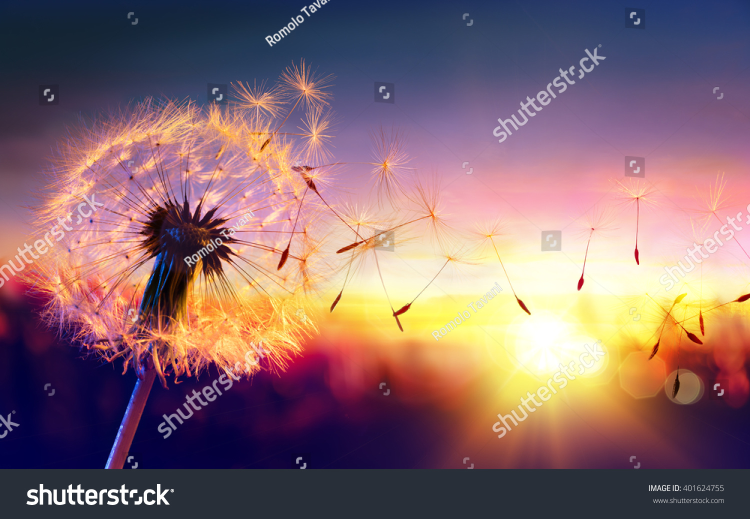 Dandelion To Sunset - Freedom to Wish
