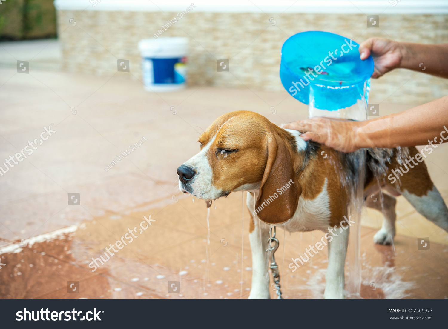 bathing beagle dog