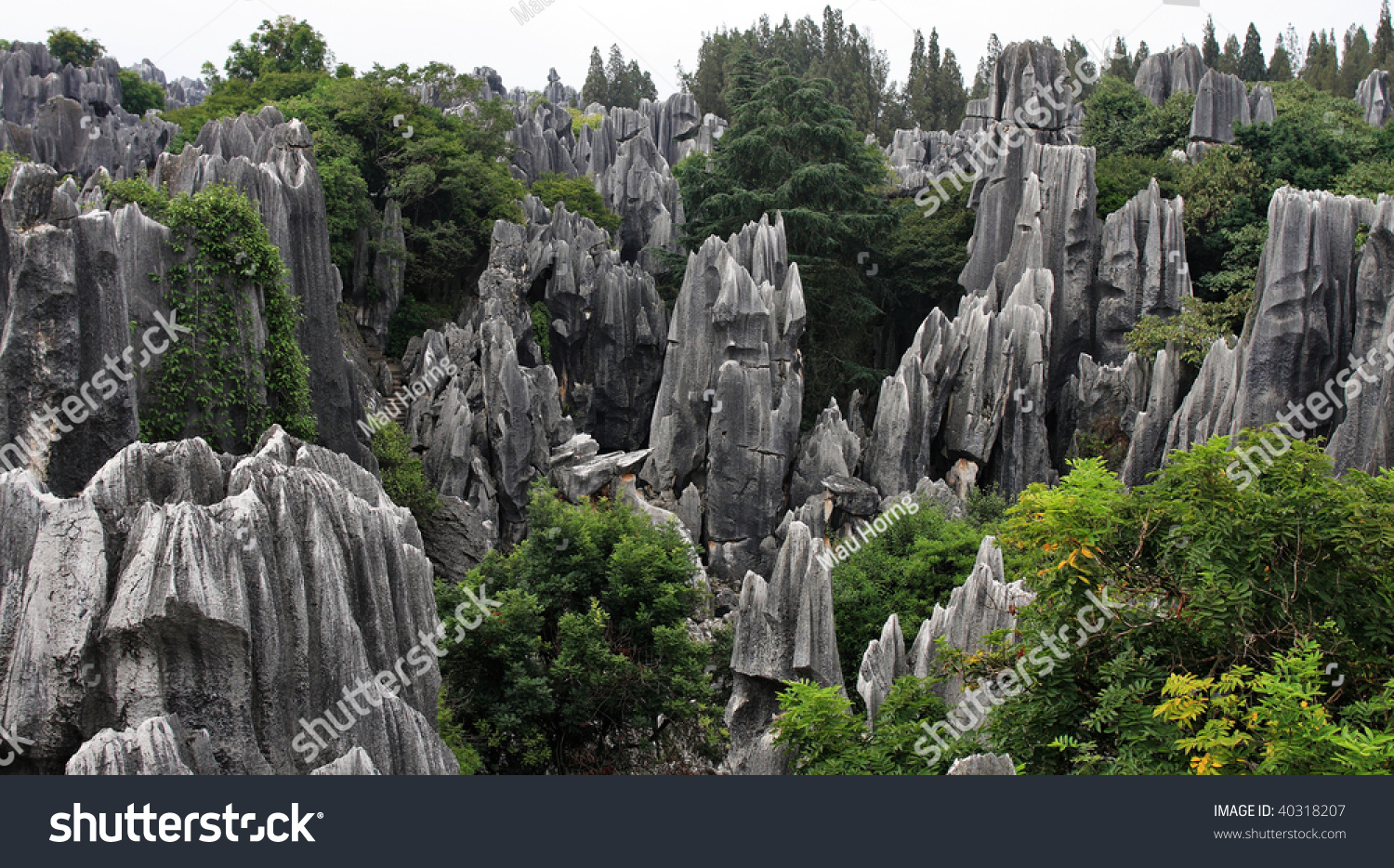 Scenery view at Shilin Stone Forest of Kunming  Yunnan  China.