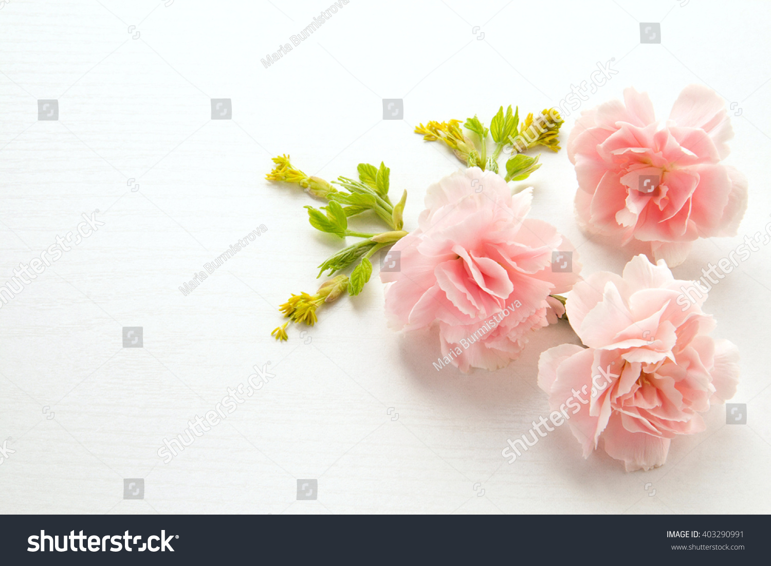 Mother's day card. Pink carnations.