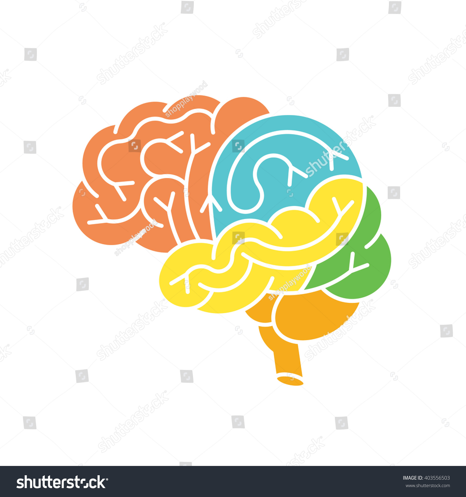 Human brain anatomy structure. Human brain anatomy illustration. Vector human brain anatomy in flat style  easy recolor. Brain icon. Structure of human brain. Vector brain logo.