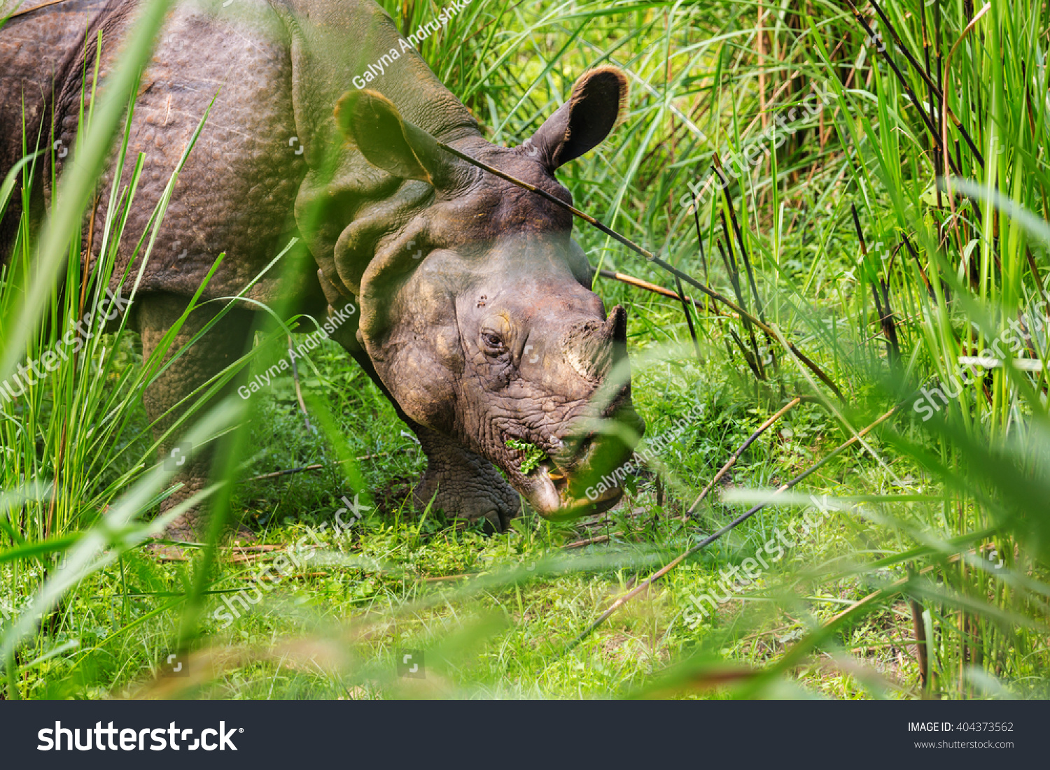 Rhino is eating the grass in wildlife  Chitwan national park  Nepal