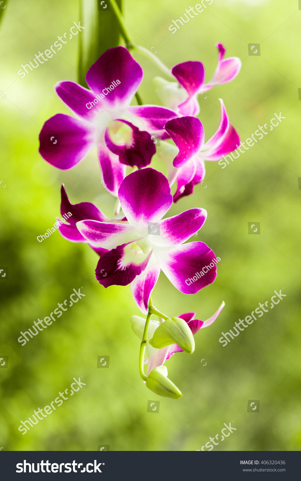 Dendrobium sonia orchird flower in white-purple over the blur out greenery background.beautiful orchird flower in the garden.