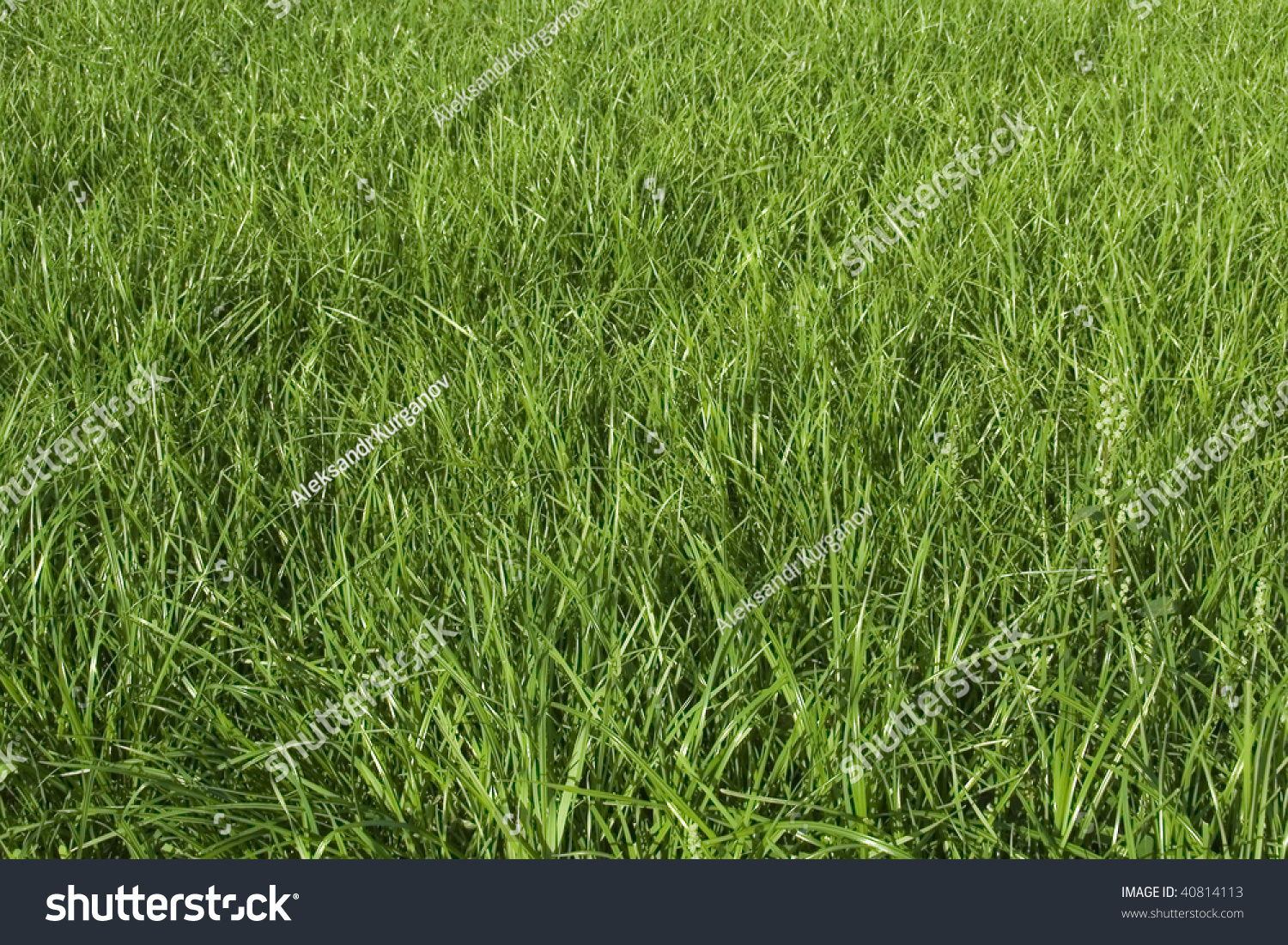 beautiful grass field texture_站酷海洛_正版图片_视频_字体_音乐