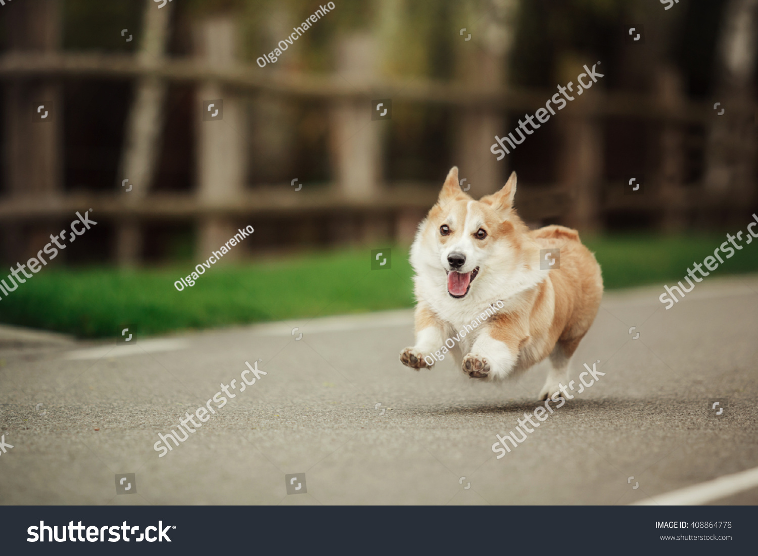 Pembroke Welsh Corgi  Dog Welsh Corgi running outdoors.
