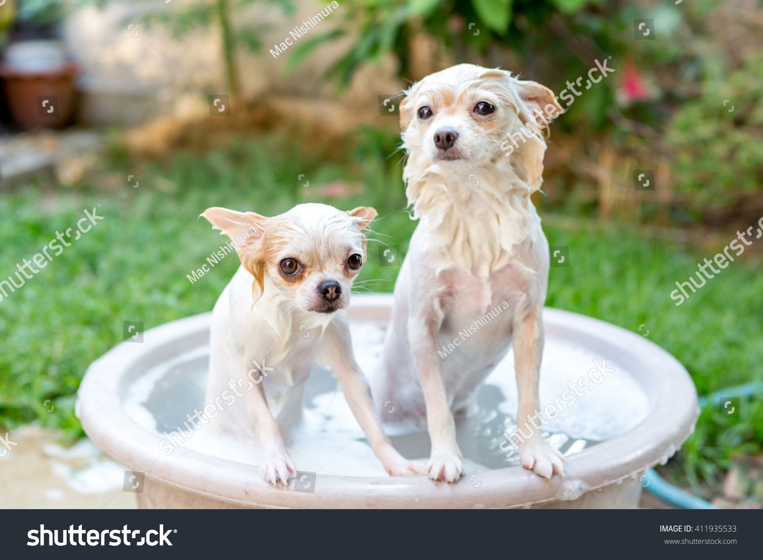 Focus on Chihuahua face : Longhair chihuahua and Pomeranian dogs in refreshing shower