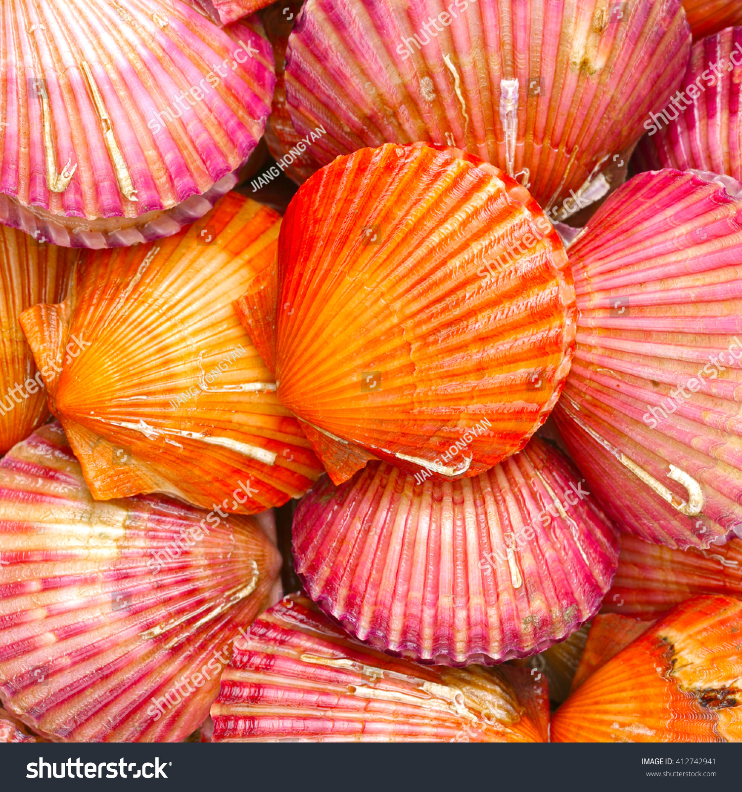 lots of scallop sea shells piled together background