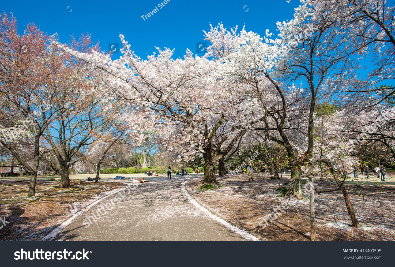 Cherry blossom in the Shinjuku Gyoen National Gardens in Tokyo  Japan