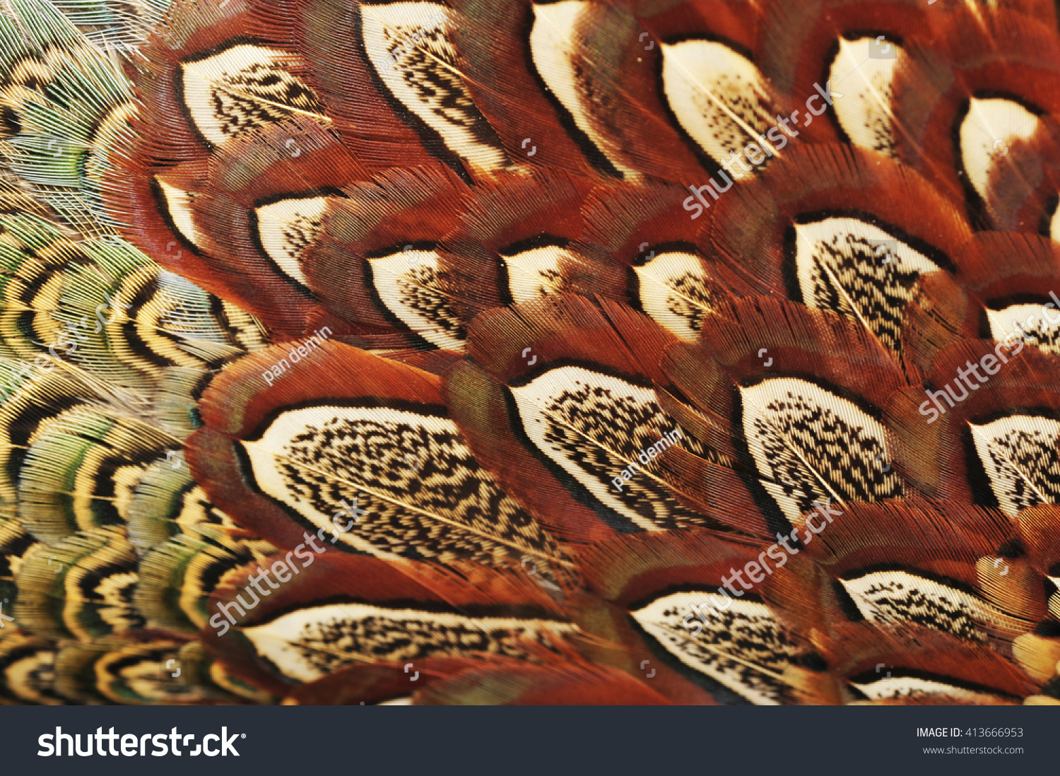 Texture pheasant feather