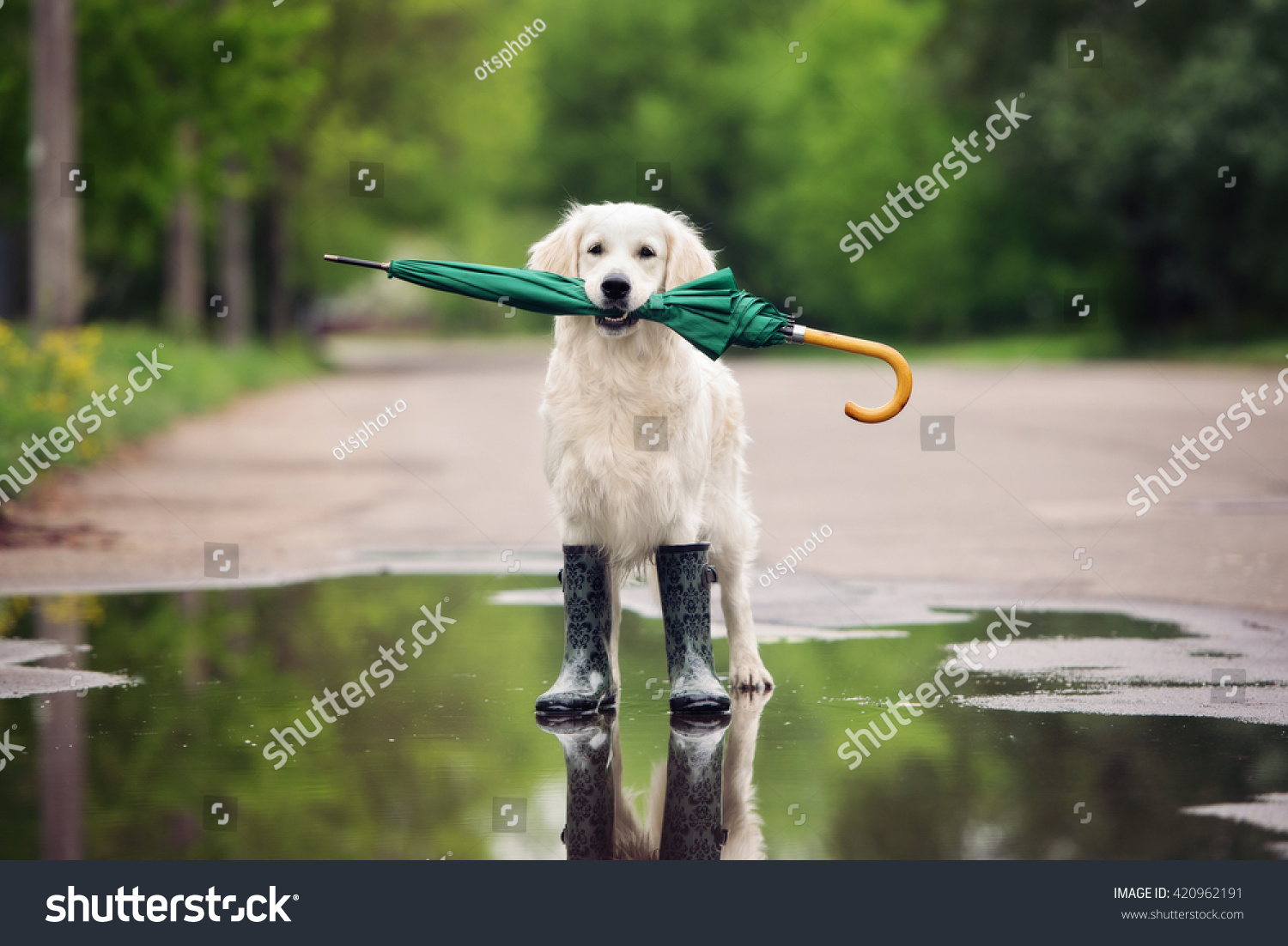 golden retriever dog in rain boots holding an umbrella