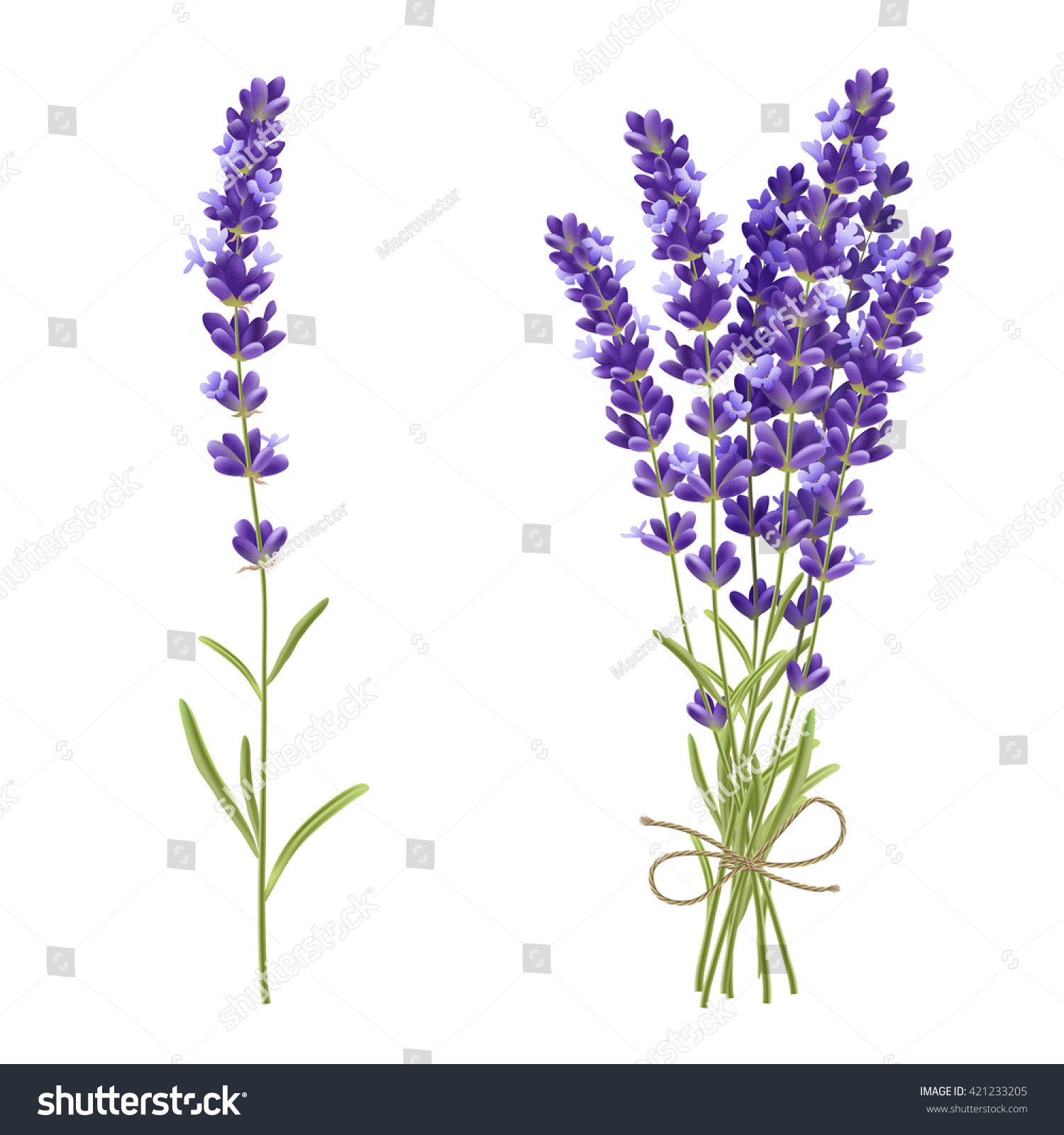 Fresh cut fragrant lavender plant flowers bunch and single 2 realistic icons set isolated vector illustration 