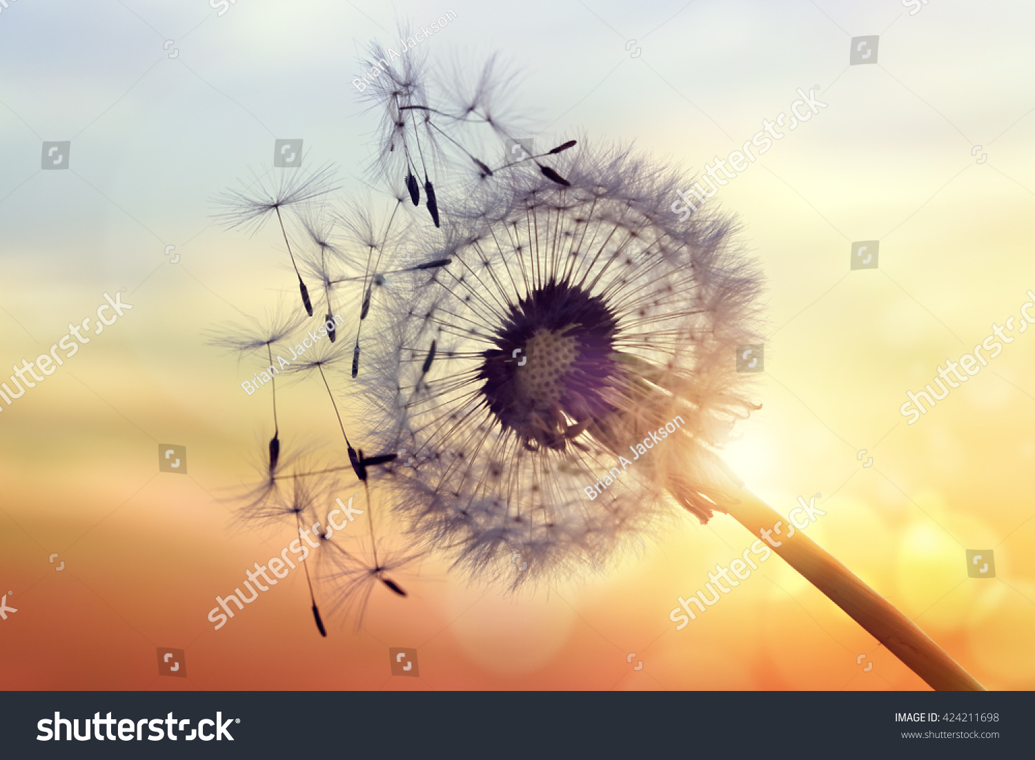 Dandelion silhouette against sunset with seeds blowing in the wind