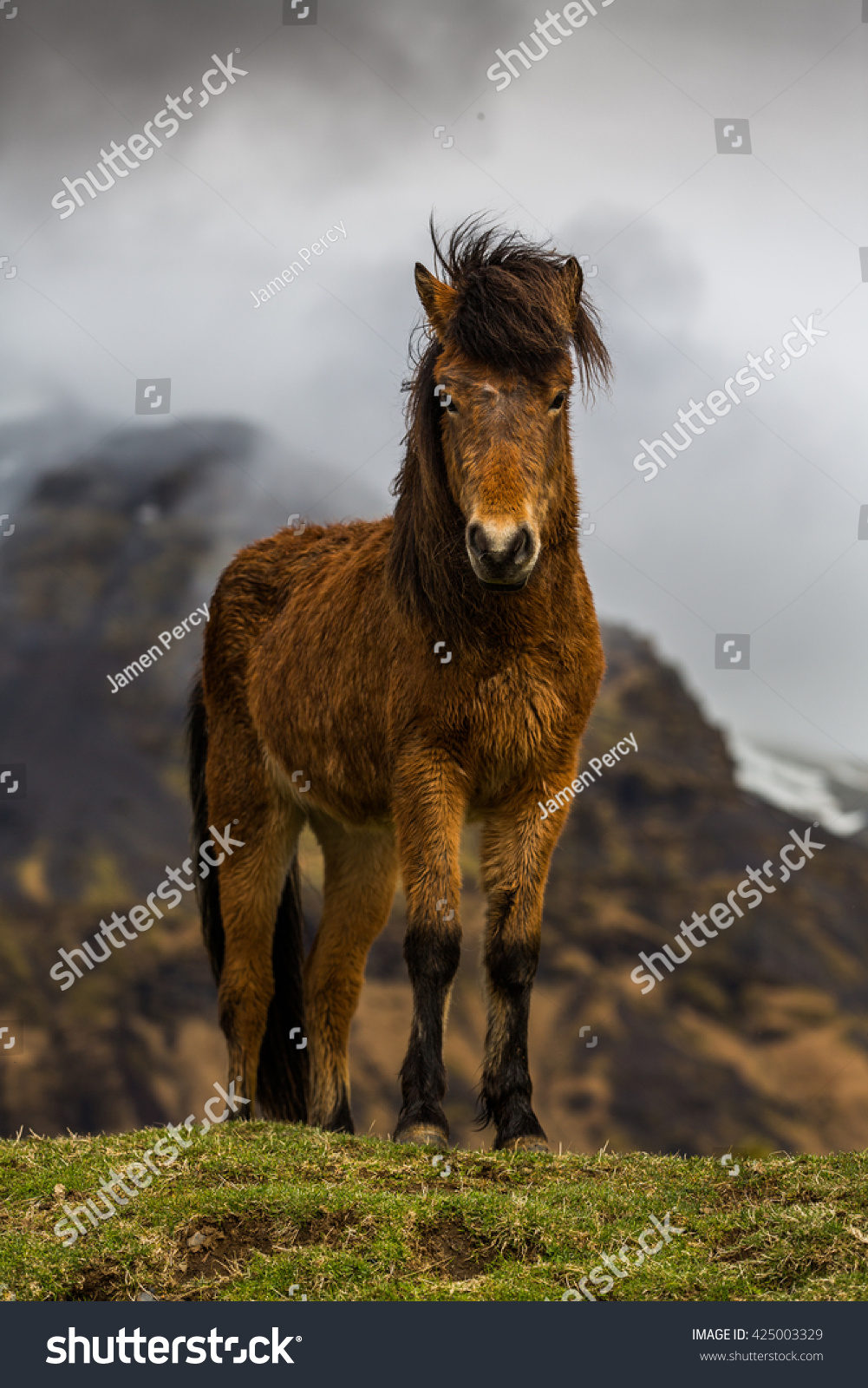 Icelandic horses amongst old ruins in country side