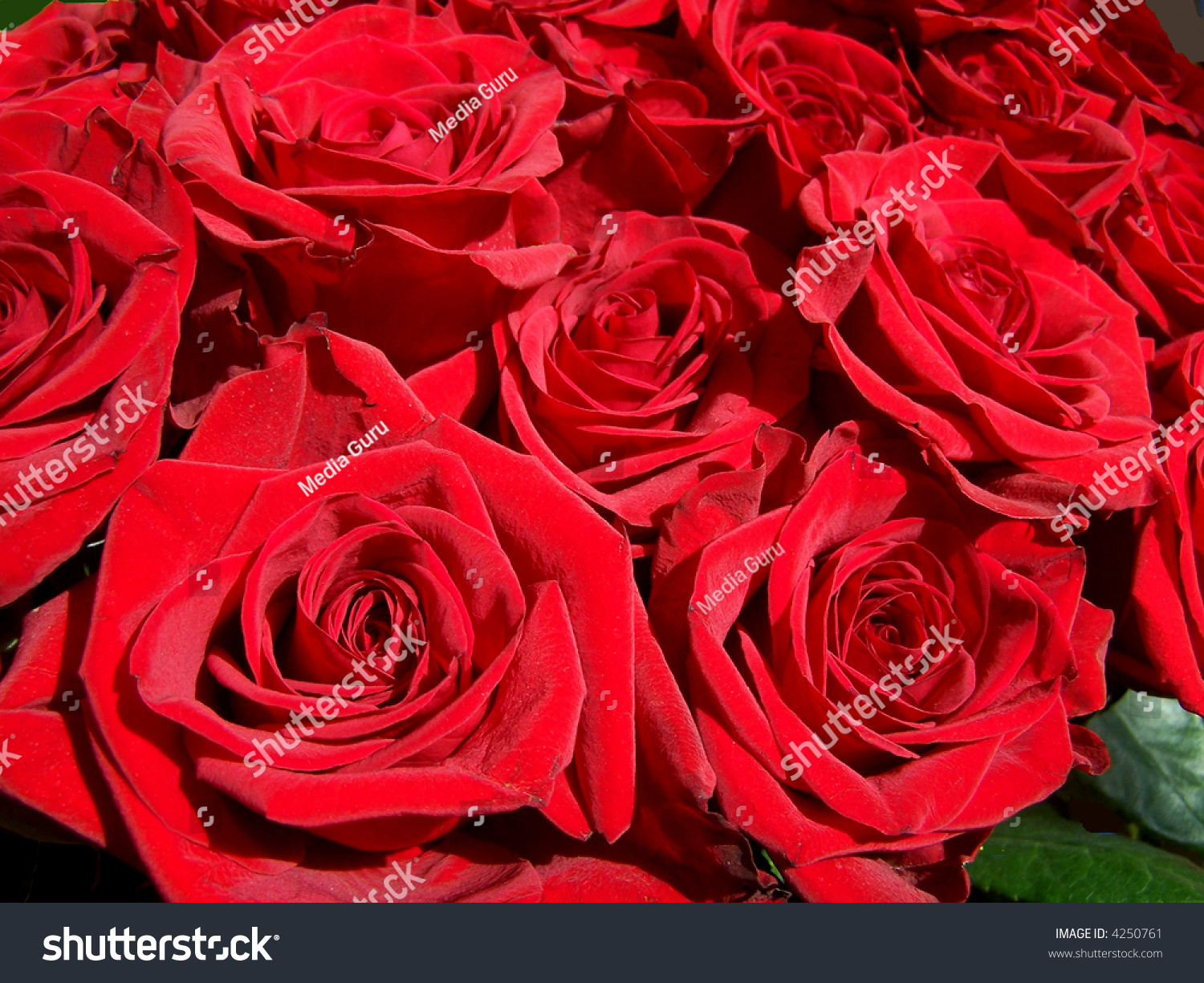 Bouquet of red roses closeup