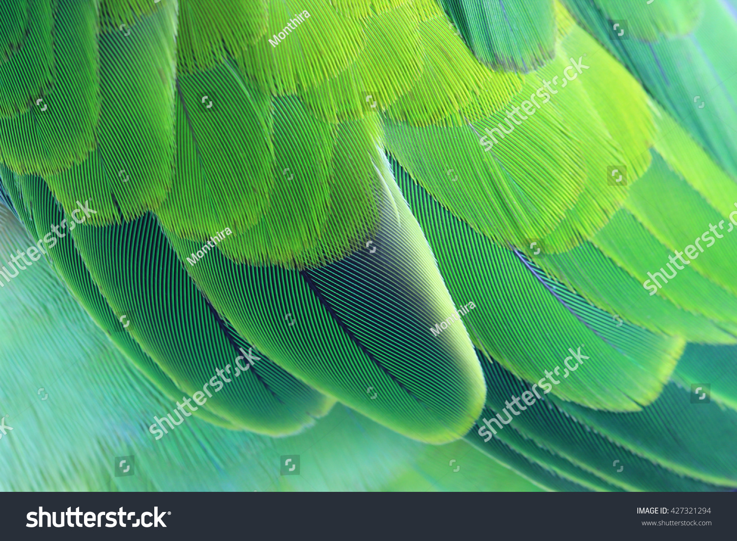 Colorful feathers background