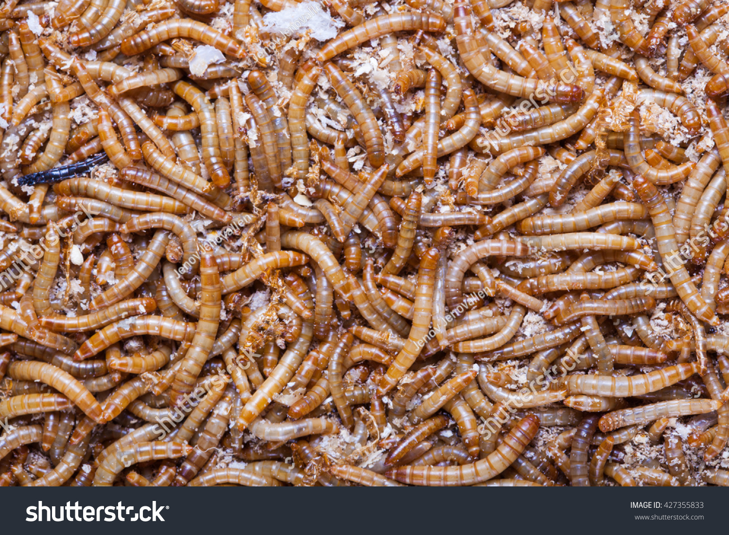 apileoflivingmealwormslarvaethiswormisusedasfoodforf