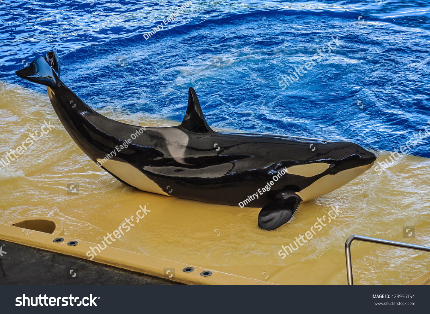 killerwhalegrampusorcinusorcadancinginoceanariumtenerifecanarian