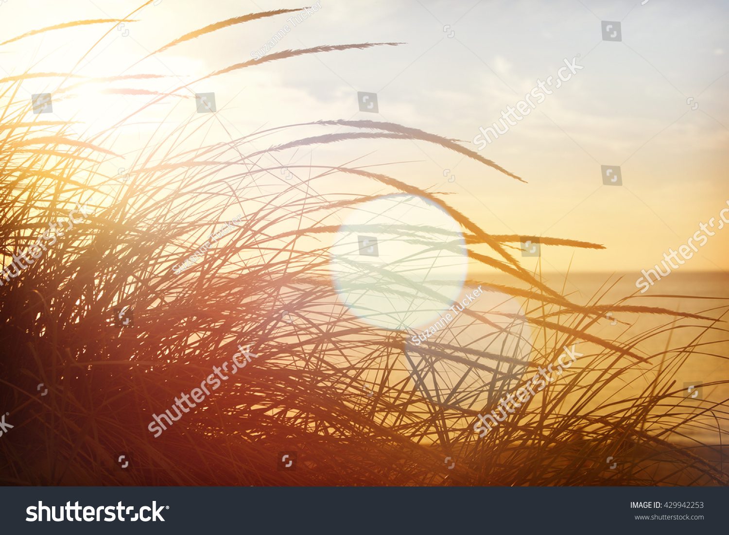 beach grasses on the seashore  shot into the sun  lens flare