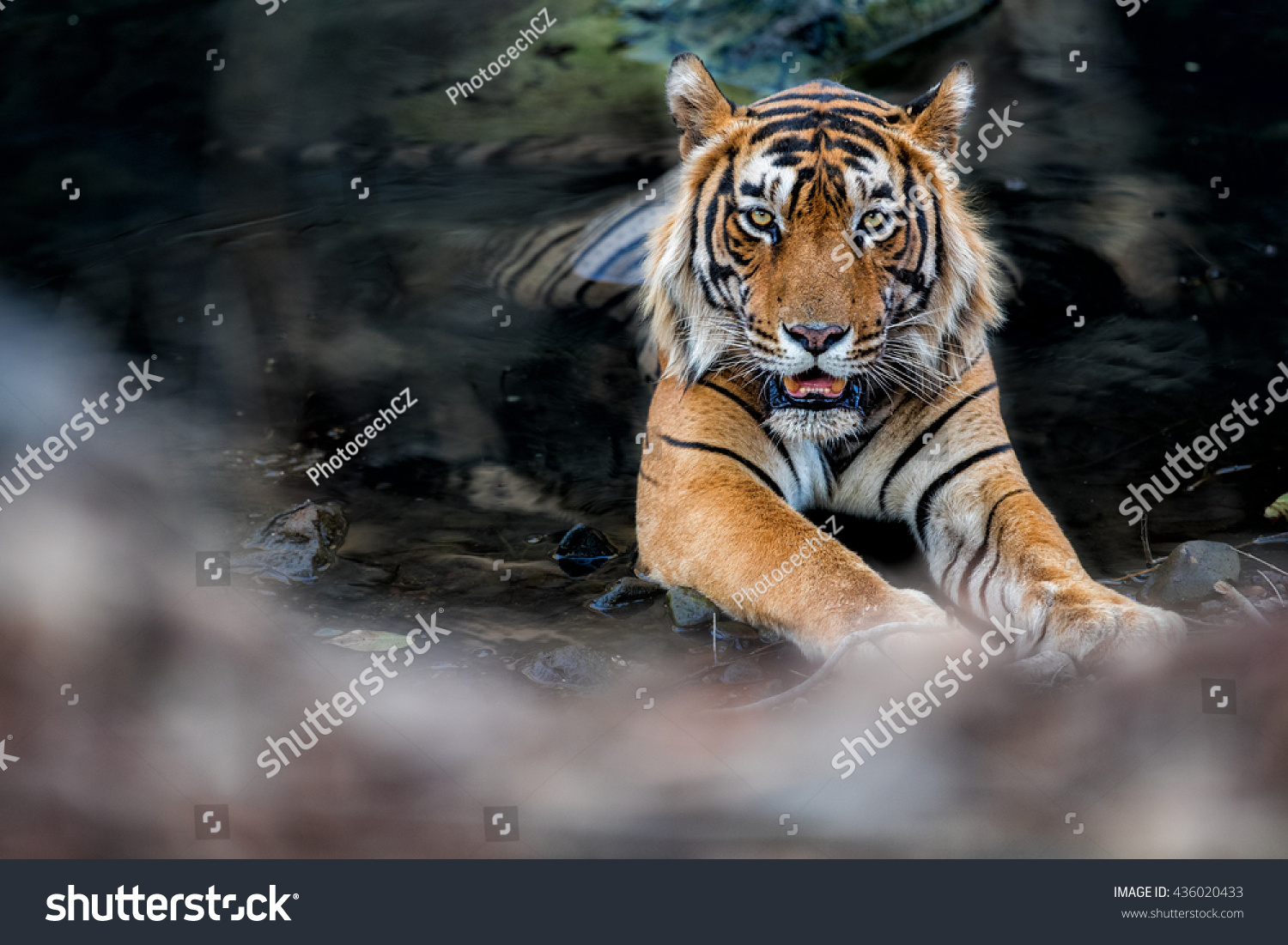 Tiger male in the watter/wild animal in the nature habitat/India  big cats  endangered animals  what a look  close up