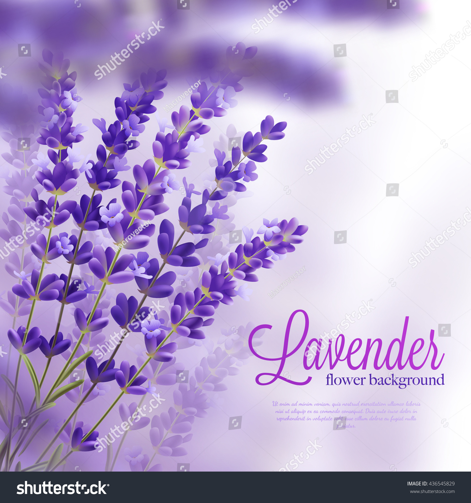 Beautiful background with few branchs of lavender flowers violet tons shades and title vector illustration