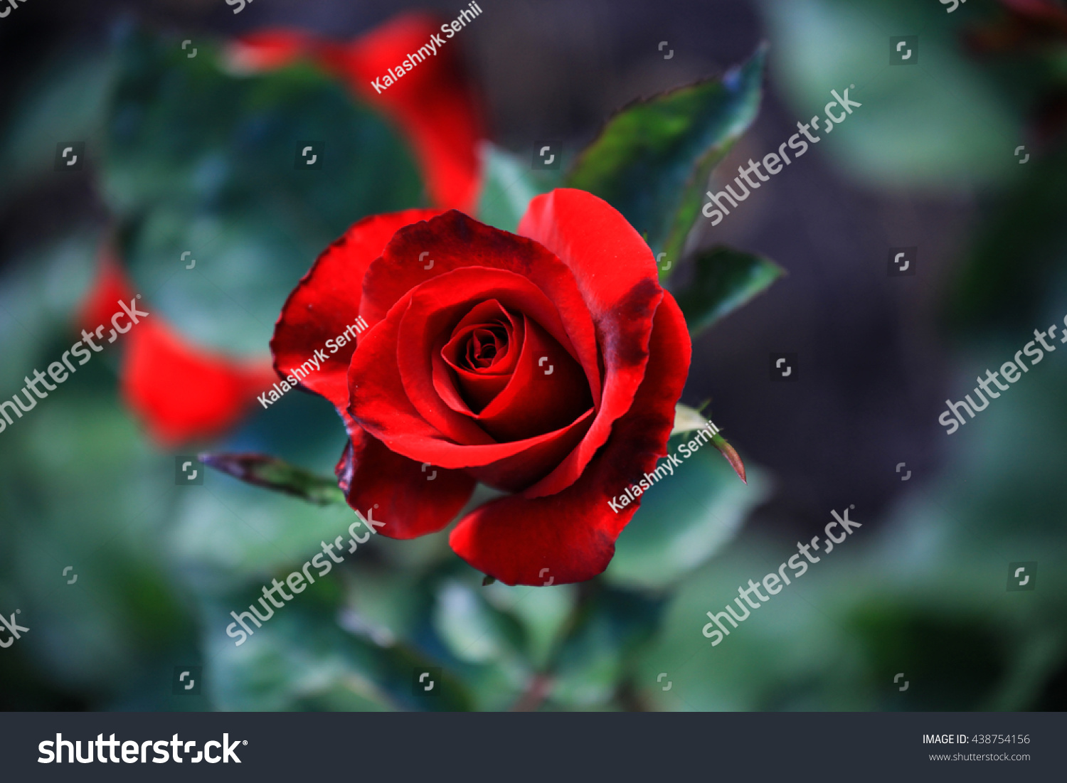 rose flower