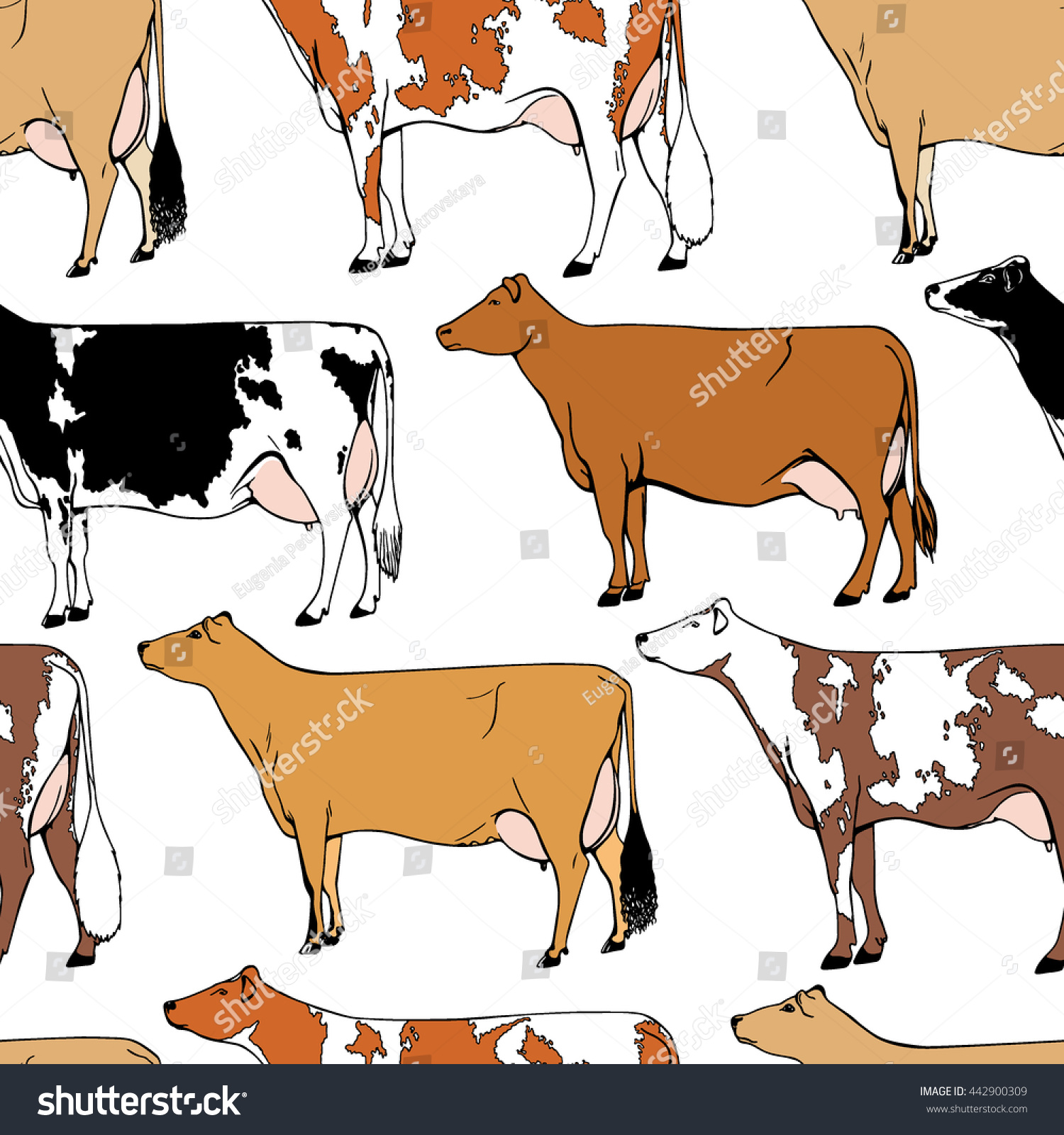 Vector seamless pattern with hand drawn dairy cattle breeds.  Beautiful ink drawing of dairy cows.