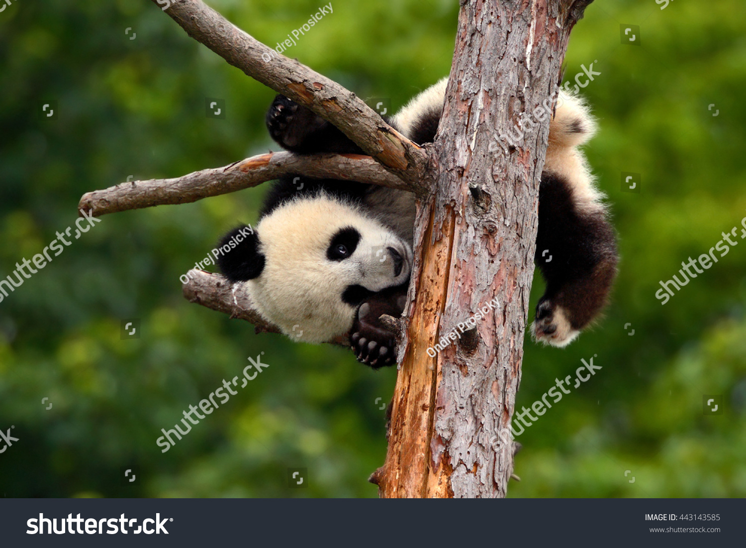 funny Panda Bear. comical young Panda Bear on the tree. Lying cute young Giant Panda feeding feeding bark of tree. Sichuan Giant Panda from China Asia. Rare animal in the nature forest habitat.