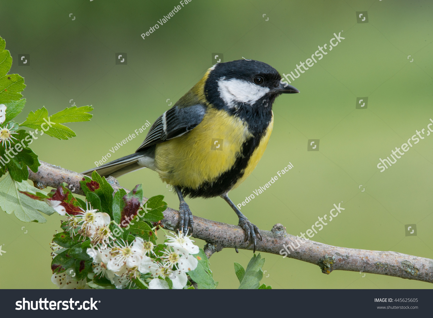 Great Tit