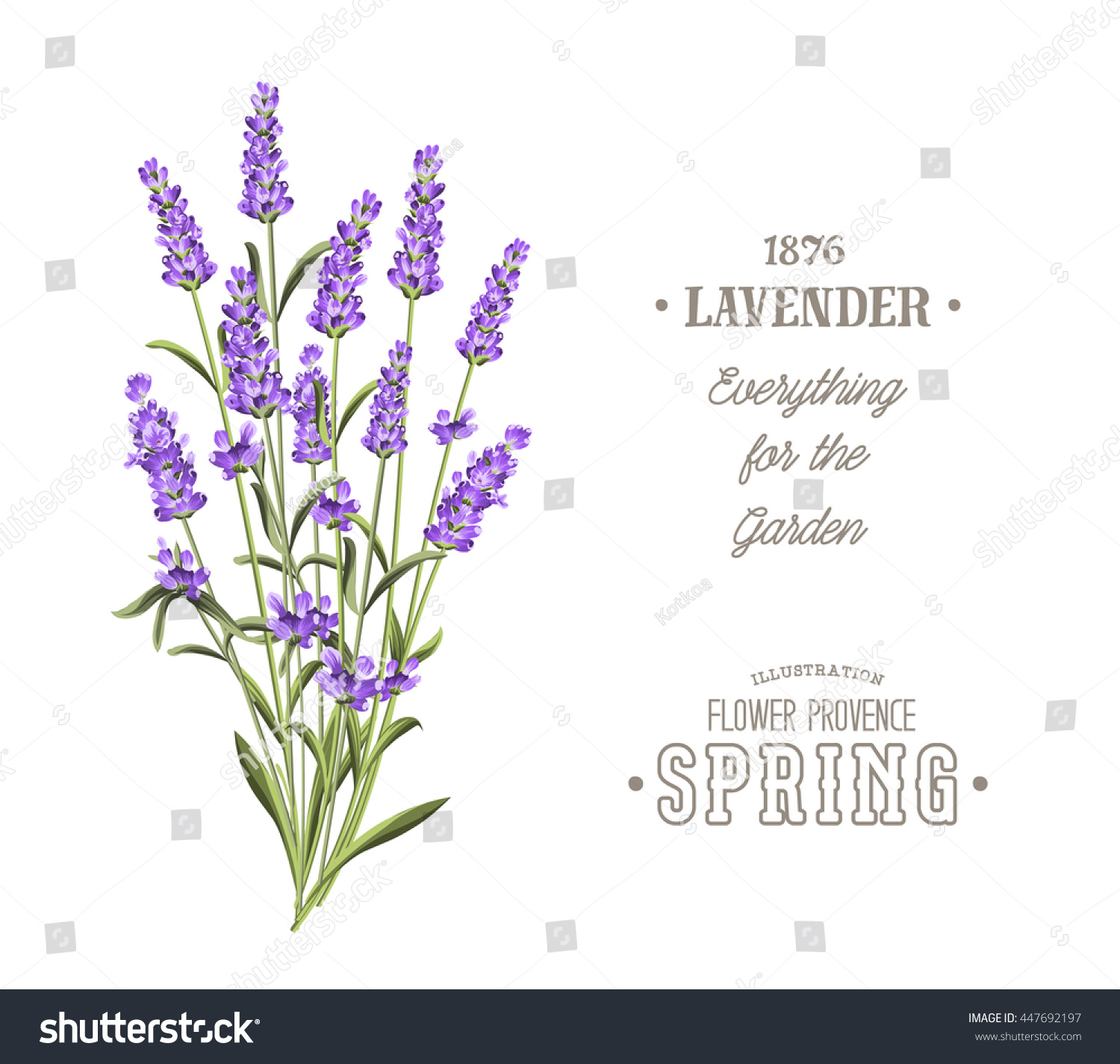 Bouquet of aromatic lavender flowers. Invitation card template with violet flowers of lavender. White wedding invitation.