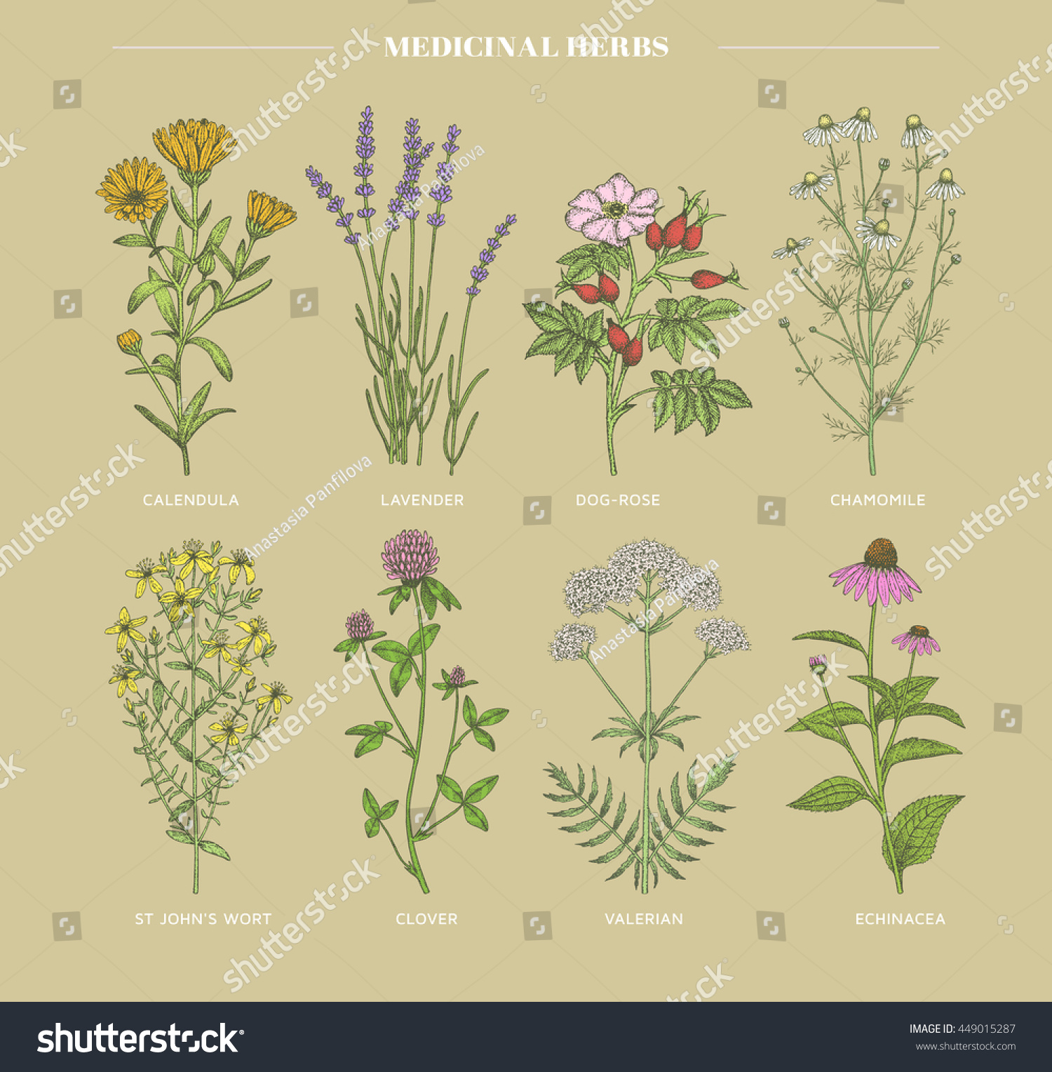 Vector hand drawn collection of medicinal  cosmetics herbs. St. John's Wort  echinacea  lavender  valerian  chamomile  calendula  dog-rose  clover plants.
