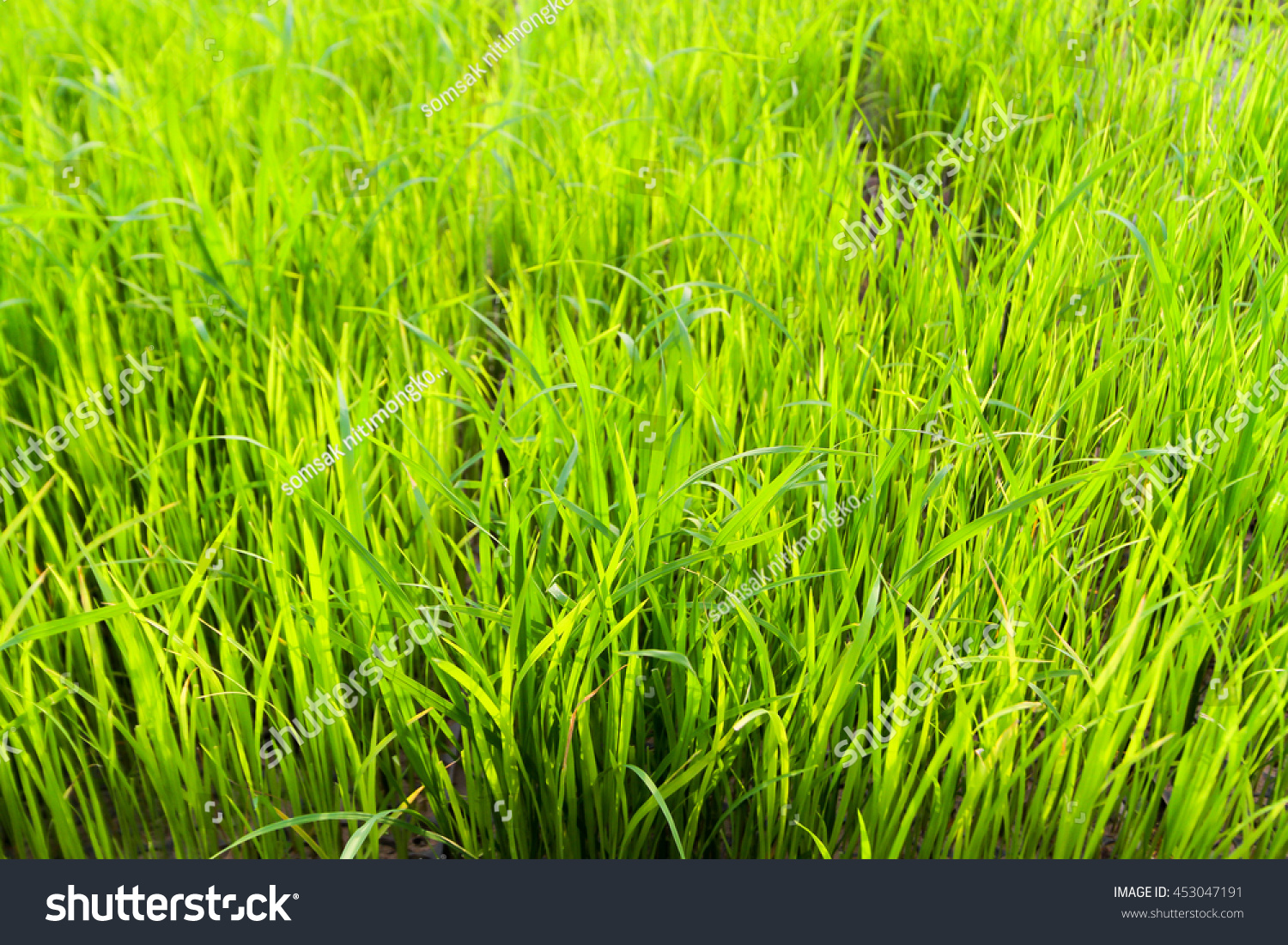 plantx=plant相关的单词或词语