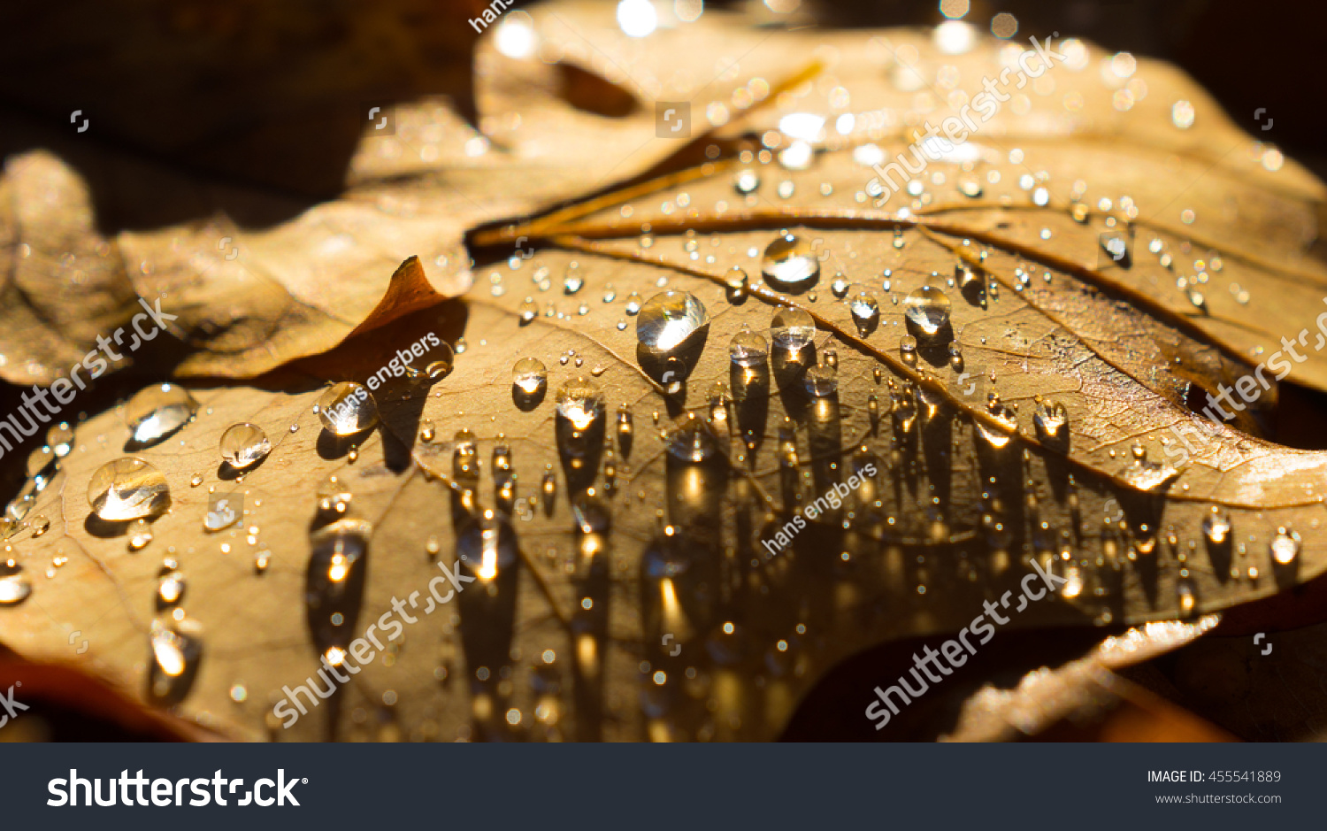 fallen autumn leaves with water drops