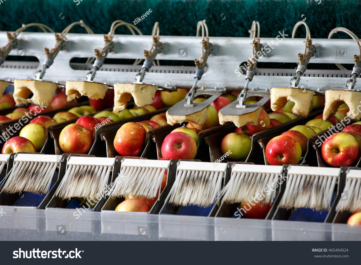 Clean and fresh apples on conveyor belt in food processing facility ready for automated packing. Healthy fruits food production and automated food industry concept.
