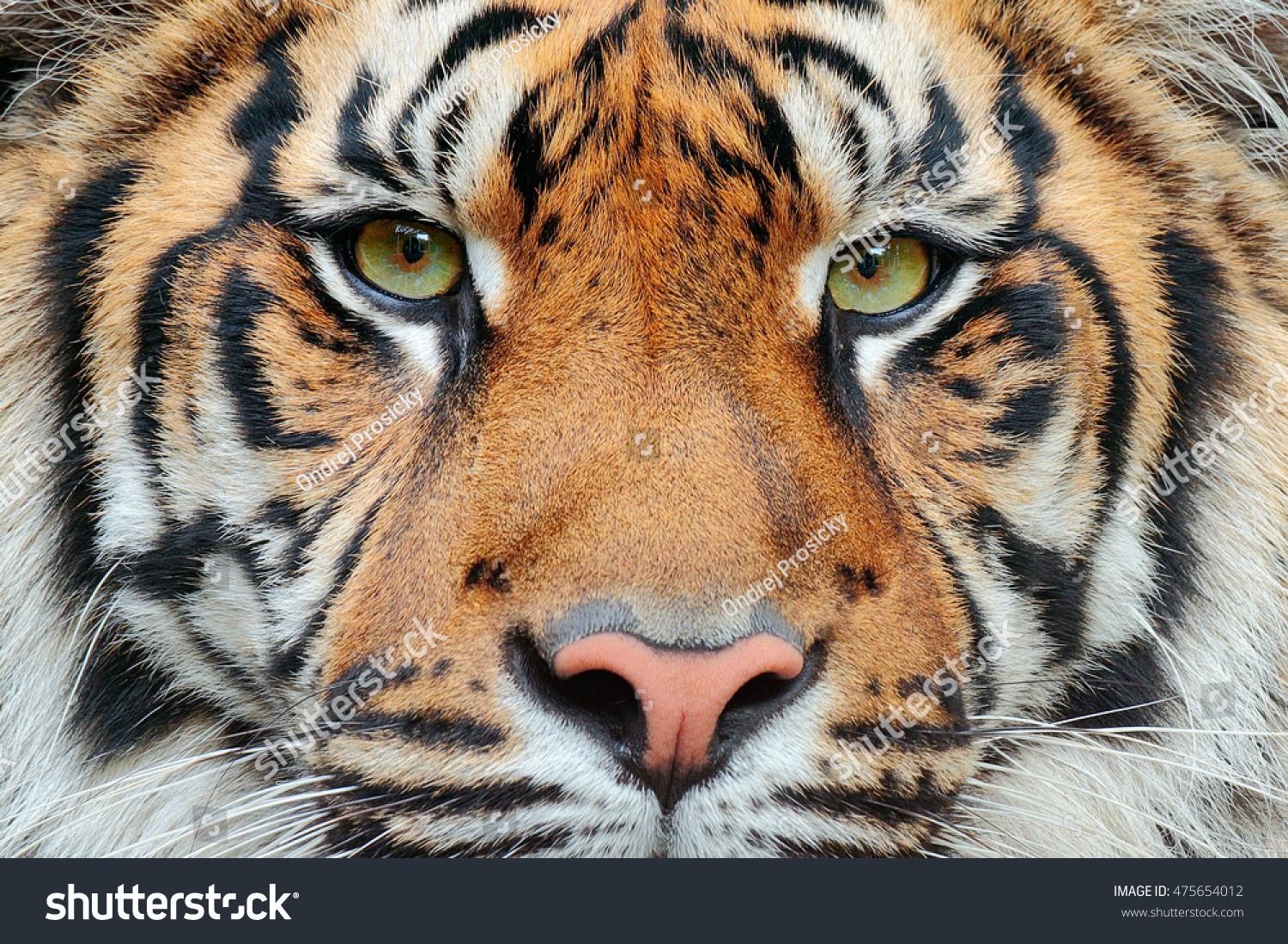 Close-up detail portrait of Sumatran tiger  Panthera tigris sumatrae  rare tiger subspecies that inhabits the Indonesian island of Sumatra.
