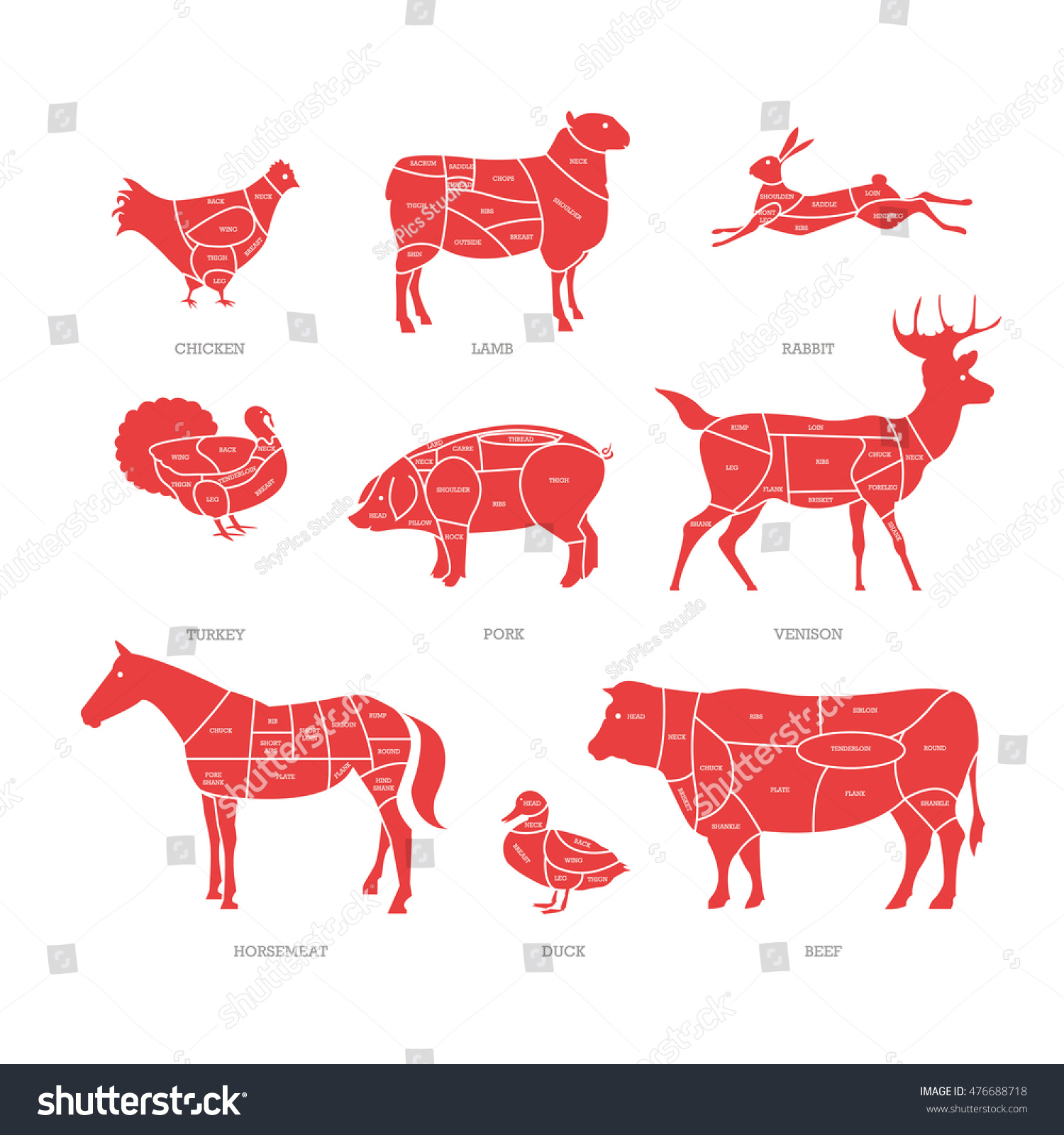 Butcher shop concept illustration. Meat cuts. Animal parts diagram of ...
