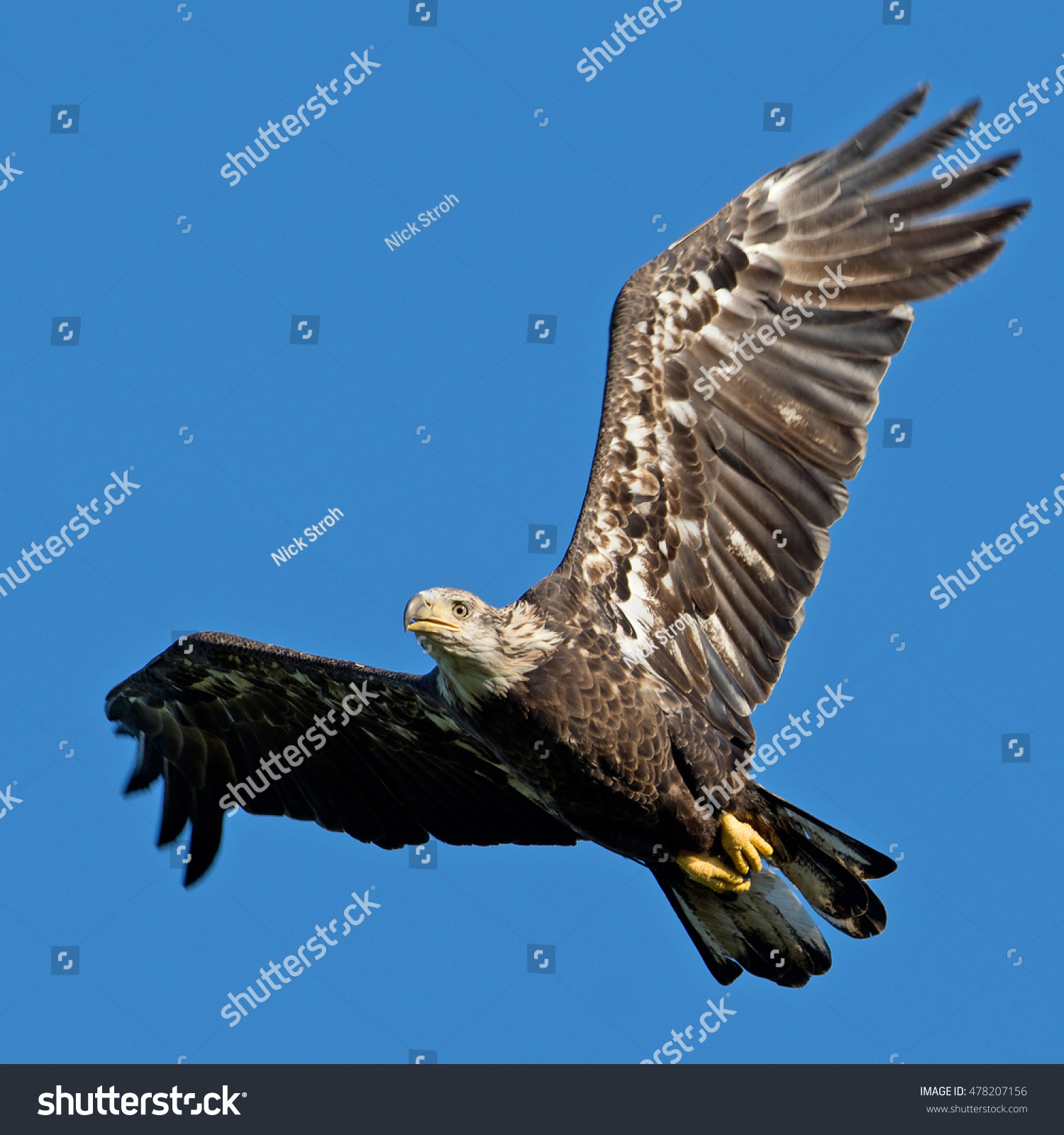 aneagle