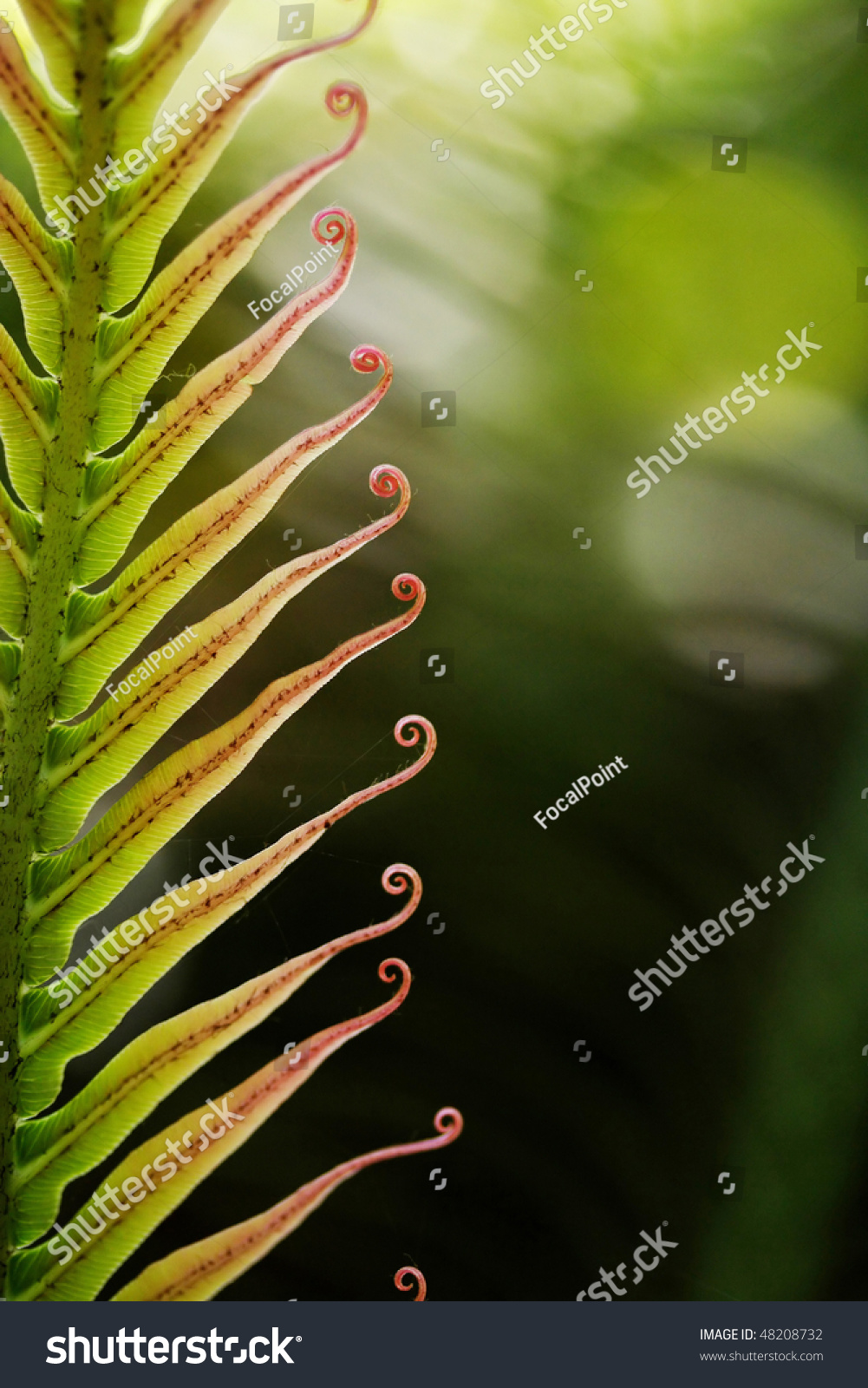 Palm leaf-Cycad frond