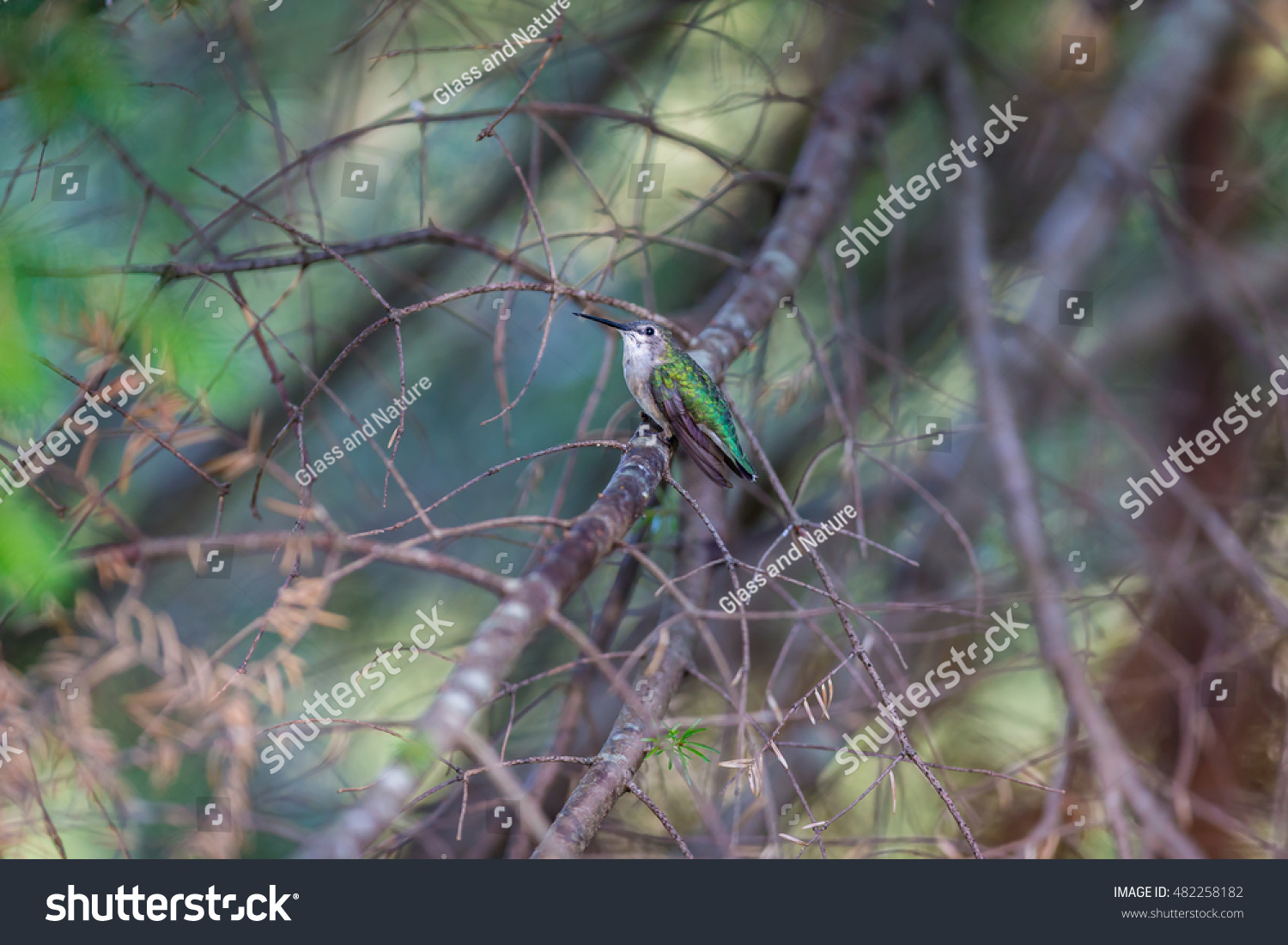 Ruby Throated Humming bird in a boreal forest in Northern Quebec after its long migration north. Very small hummingbirds with a lot of fight to do the long trip from the south.