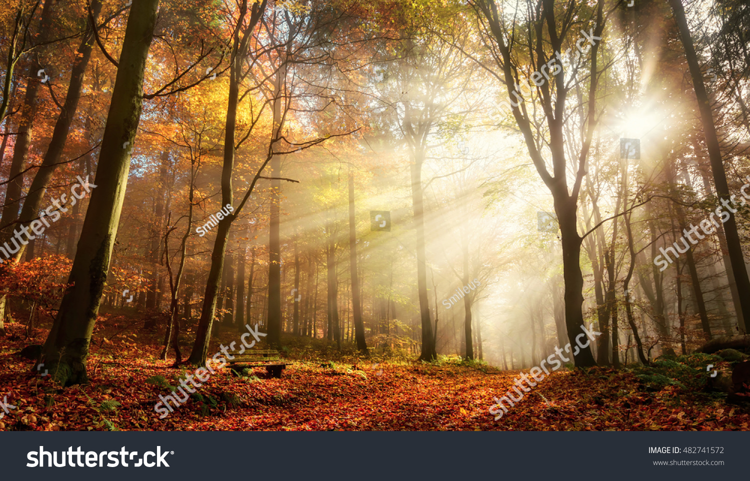 Rays of bursting sunlight in a misty forest with red and gold colors in autumn
