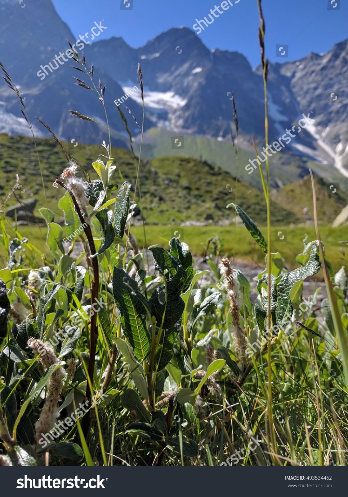 grass sprout on the mountains