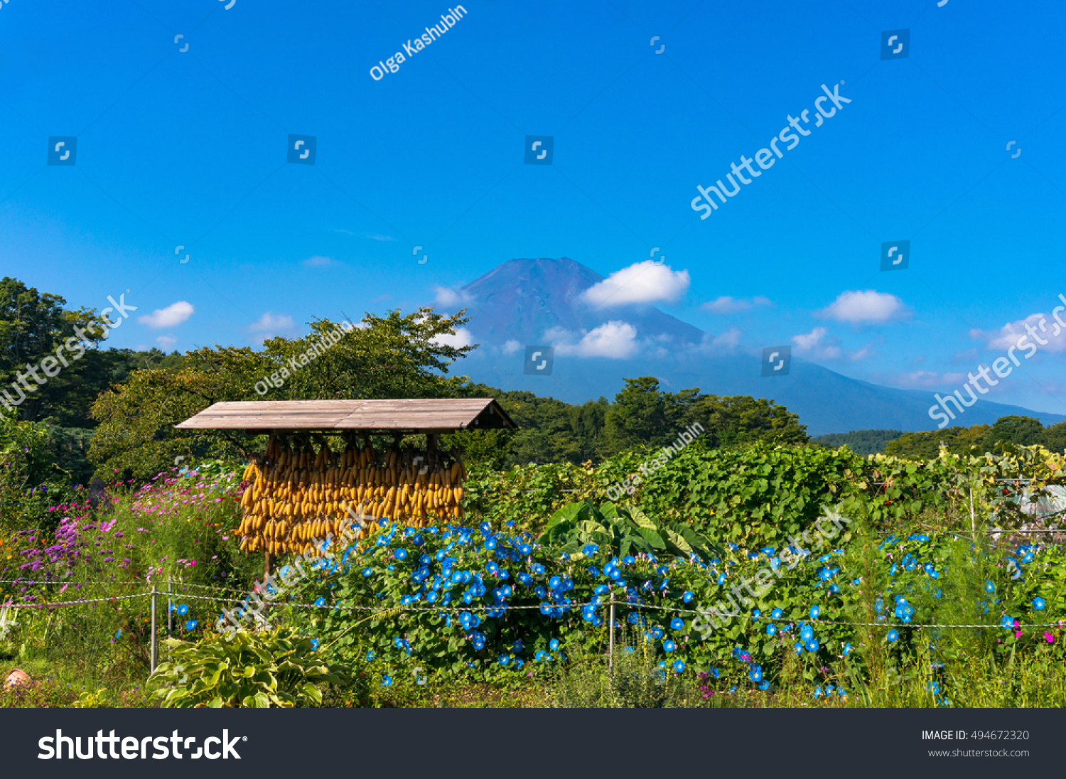 Corn drying rack with Mount Fuji on the background. Japanese rural agriculture scene in Oshino Hakkai heritage village. Japan countryside of Fuji Five Lakes