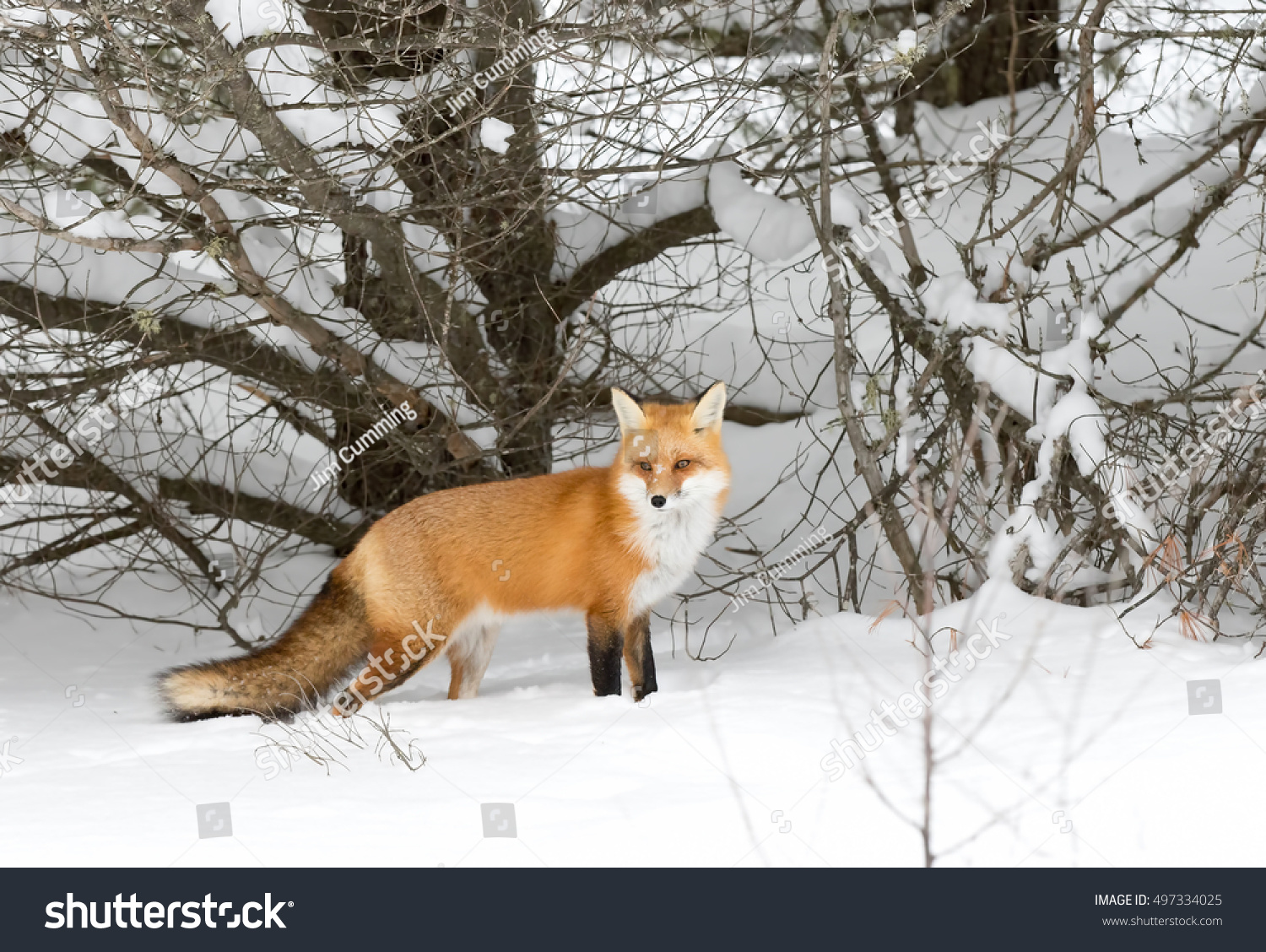 Red fox (Vulpes vulpes) in the snow in winter in Algonquin Park