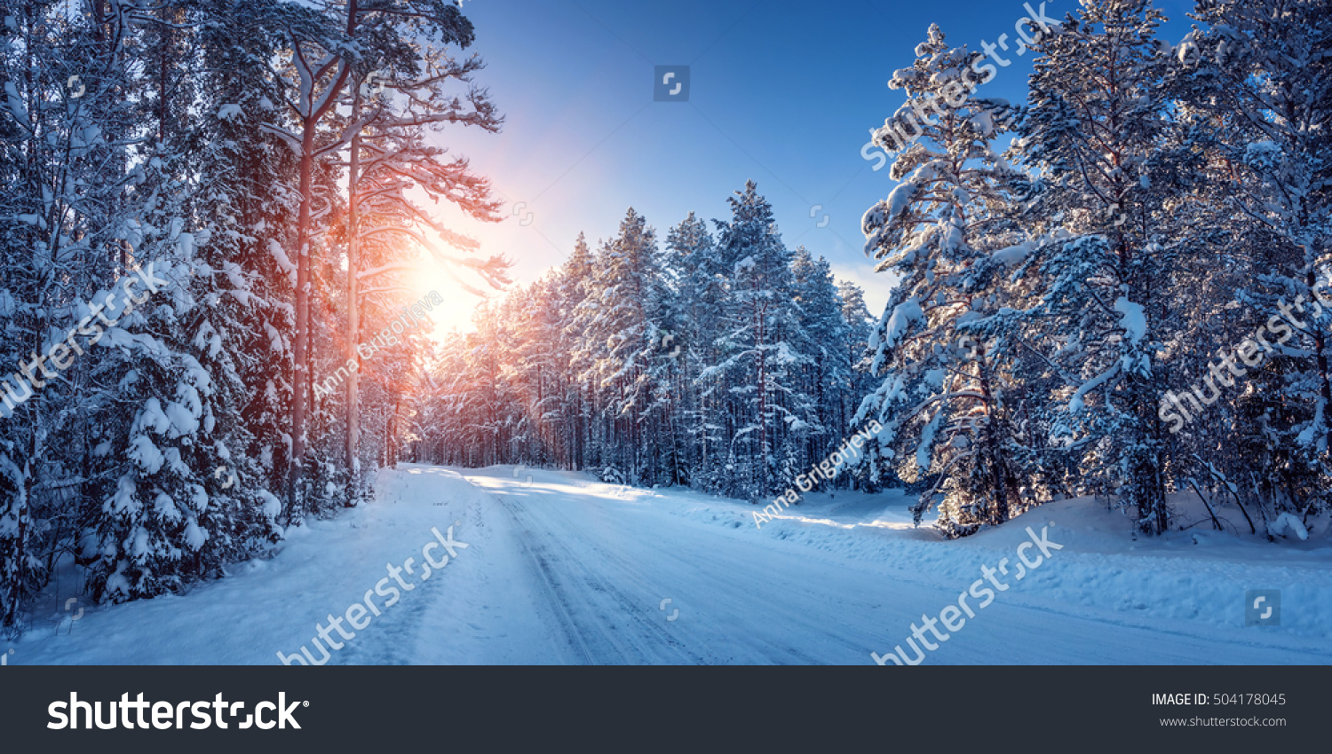 winter panorama on the road through coniferous forest