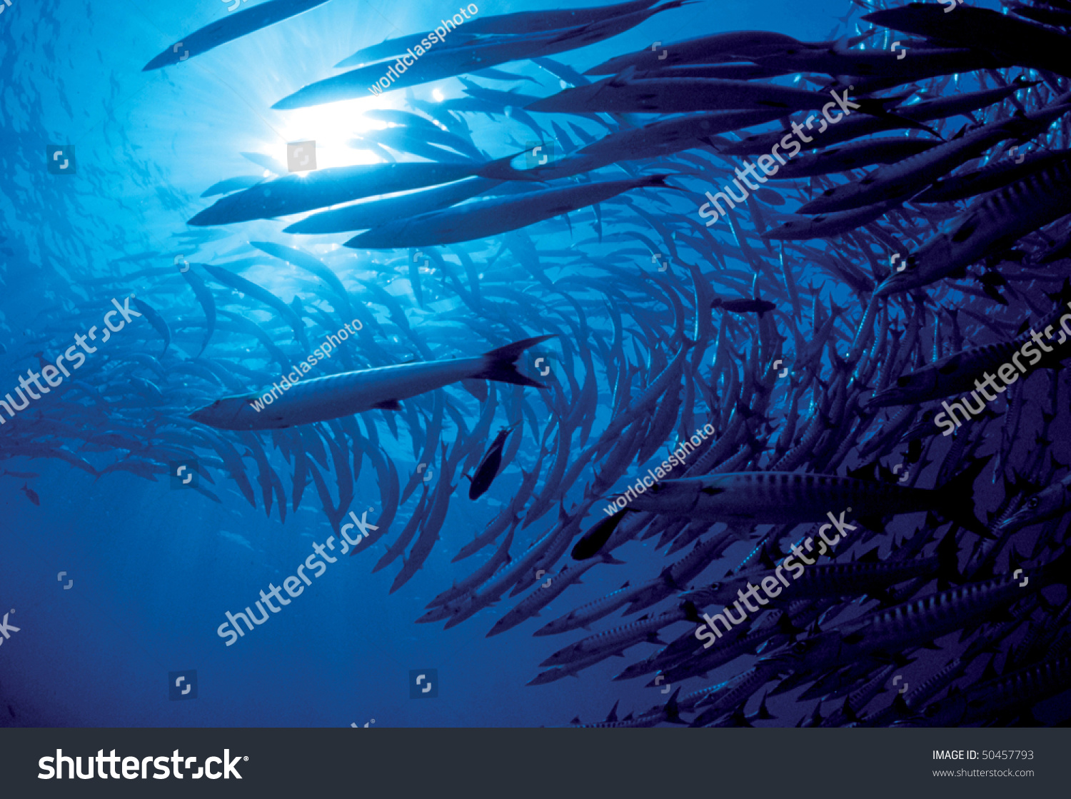 Diving at Barracuda Point  SIPADAN - malaysia