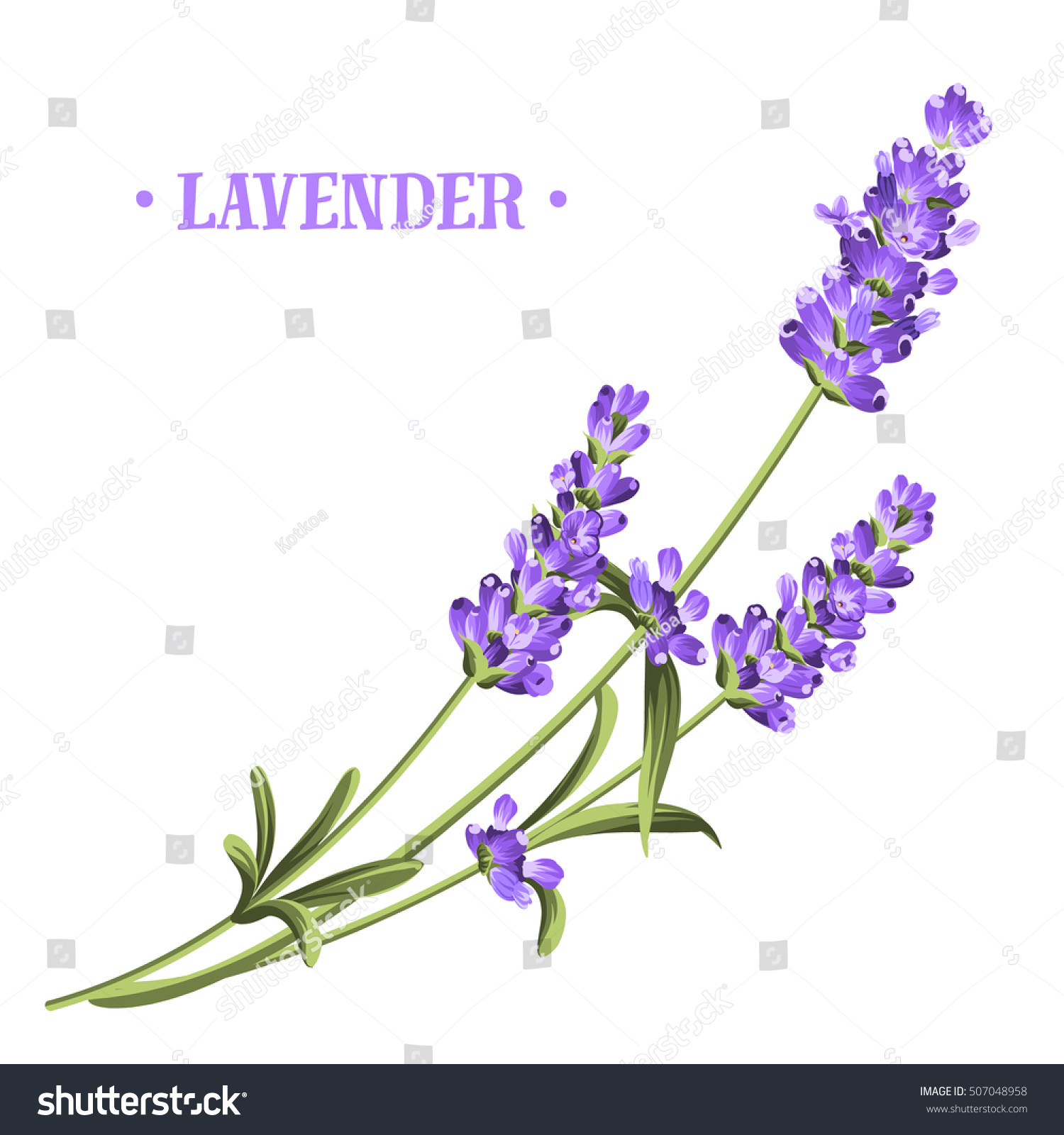 Bunch of lavender flowers on a white background.